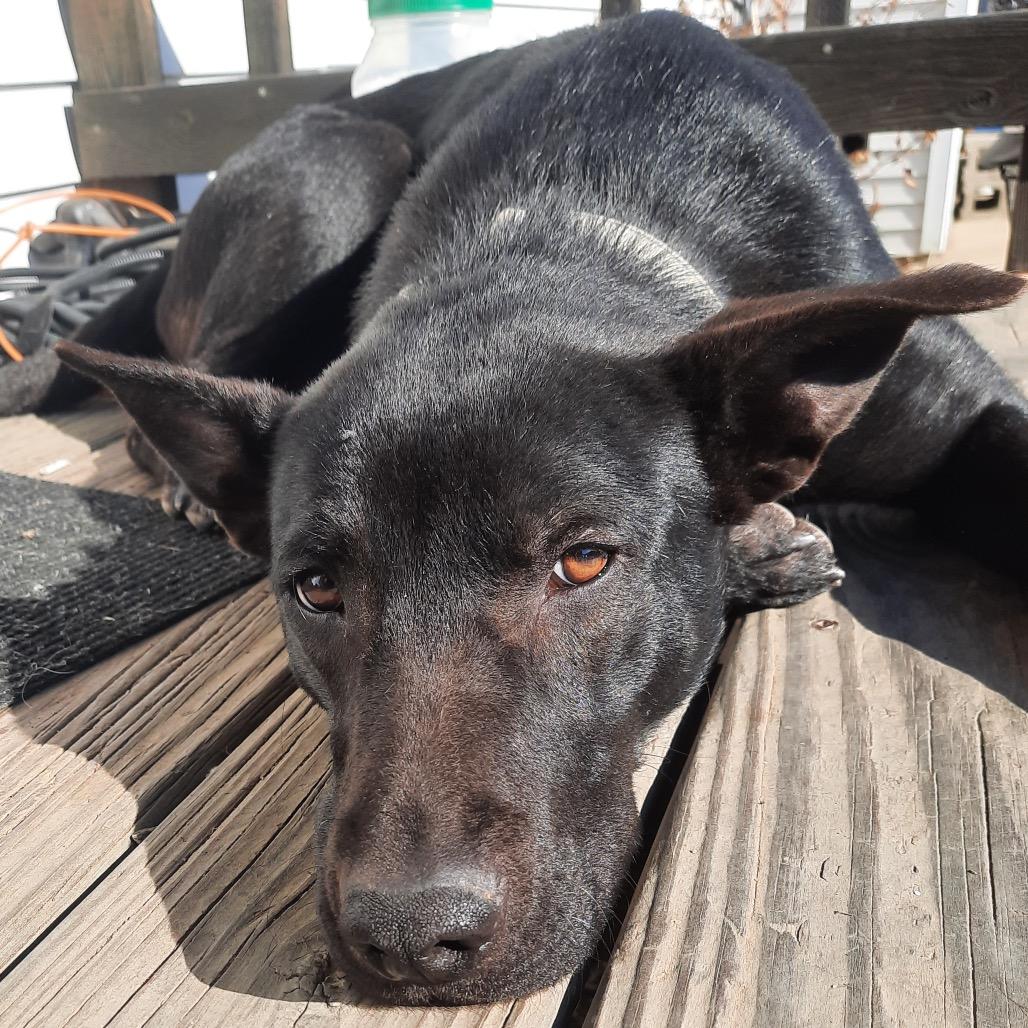 Utica, Adoptable, Young Female Mixed Breed.