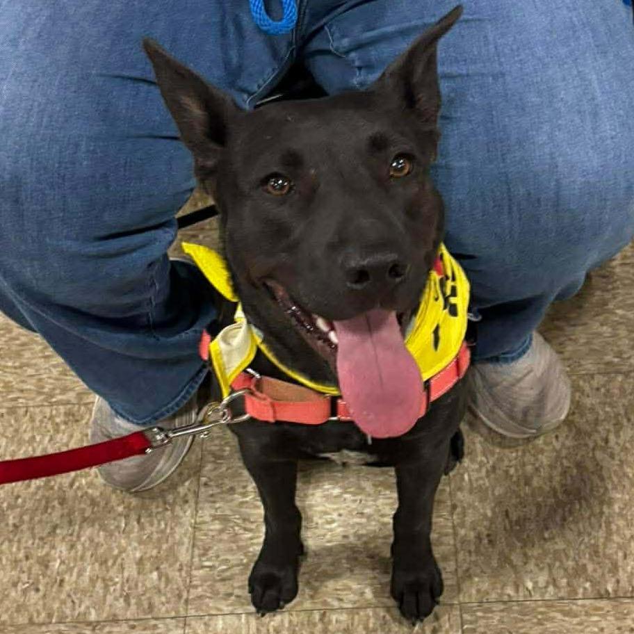 Enlarge Utica, a Adoptable Mixed Breed in Sioux Falls, SD image 2/6