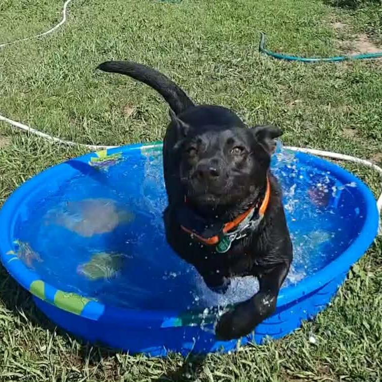 Enlarge Utica, a Adoptable Mixed Breed in Sioux Falls, SD image 3/6