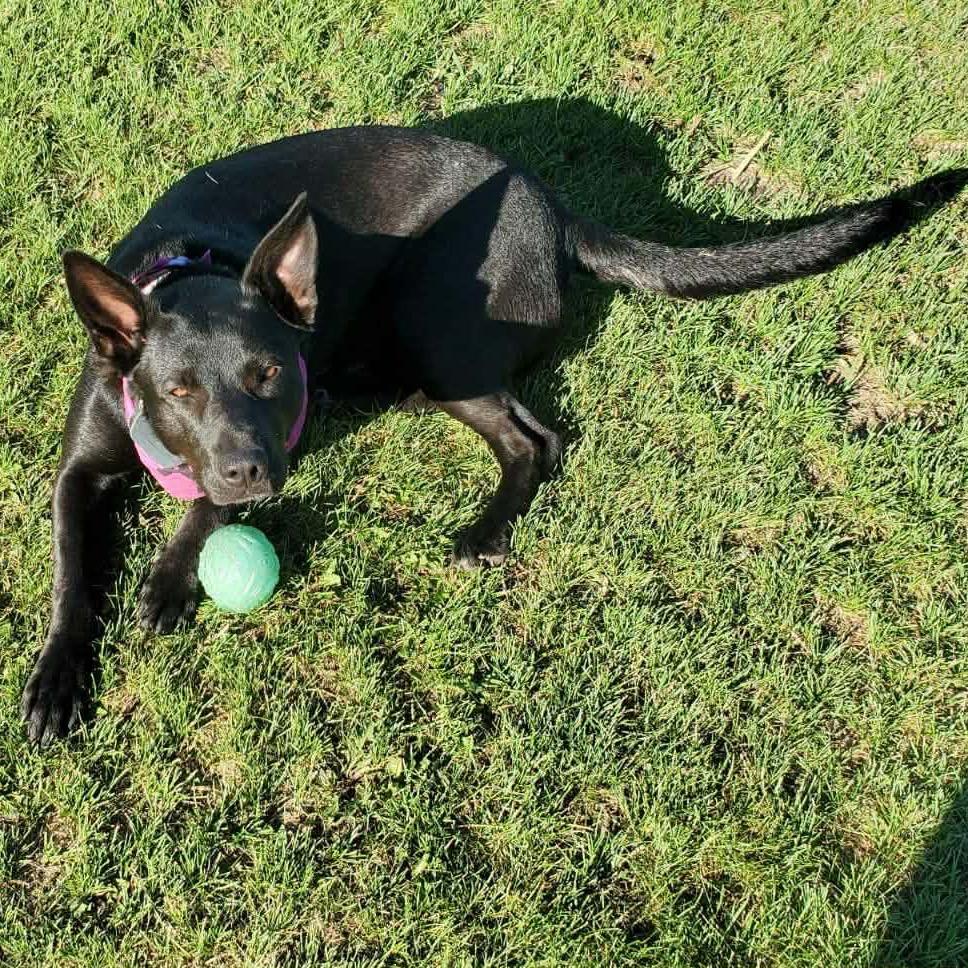 Enlarge Utica, a Adoptable Mixed Breed in Sioux Falls, SD image 4/6