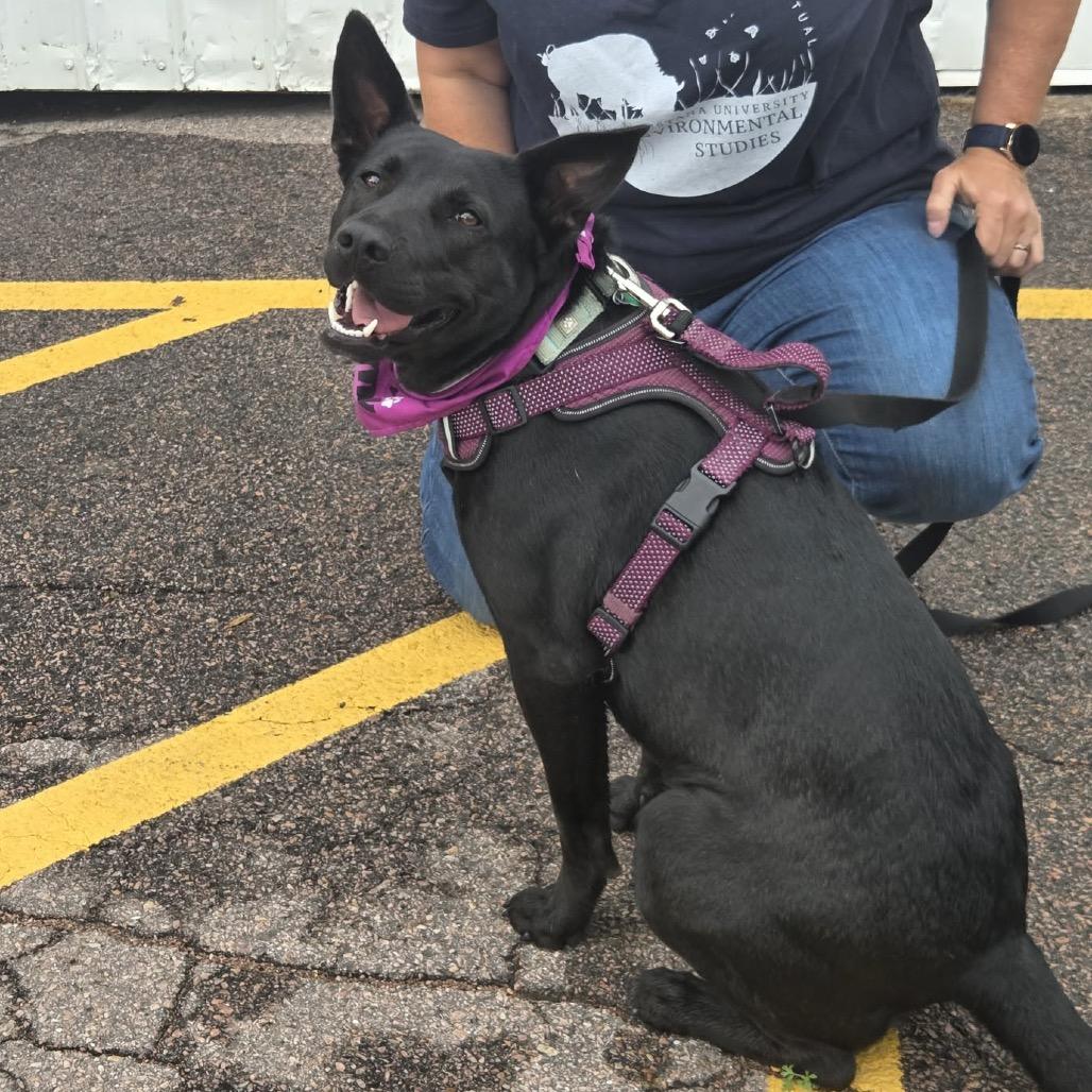 Enlarge Utica, a Adoptable Mixed Breed in Sioux Falls, SD image 3/6