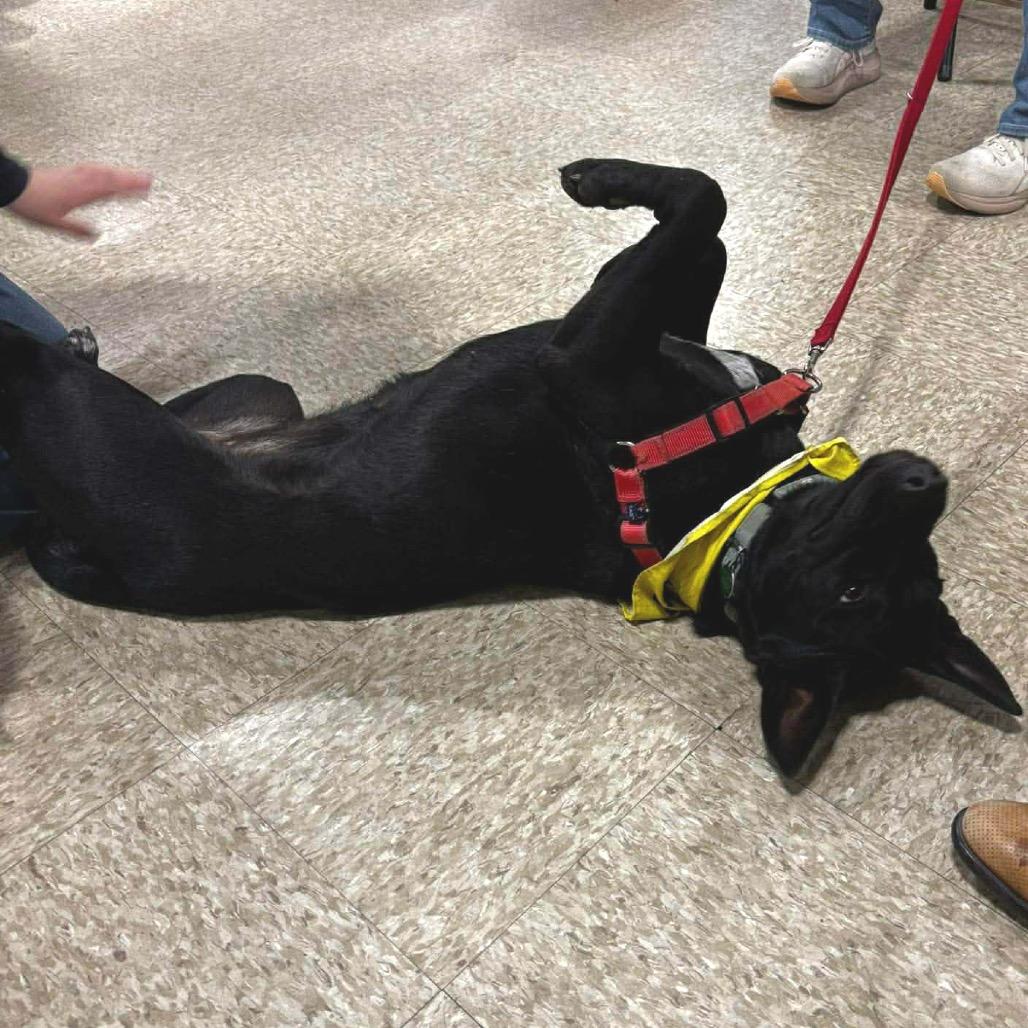 Enlarge Utica, a Adoptable Mixed Breed in Sioux Falls, SD image 4/6