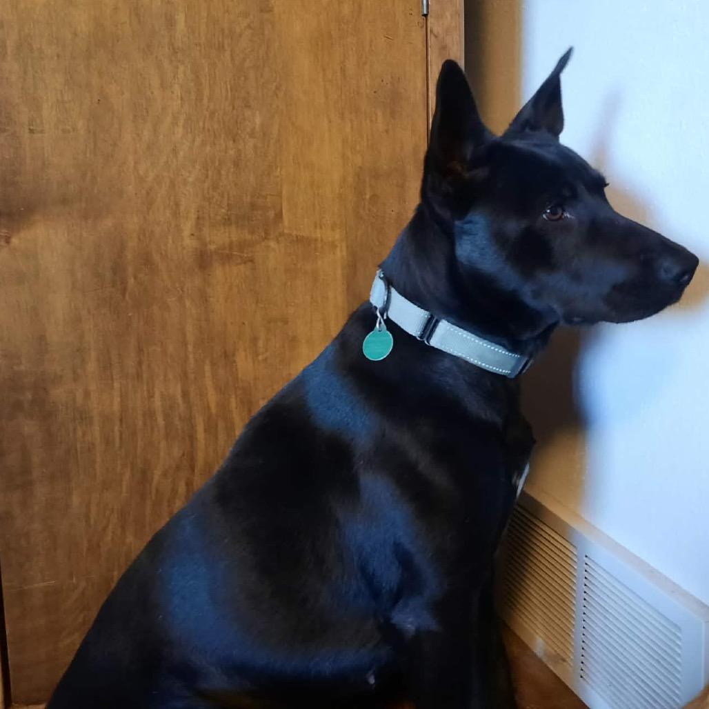 Enlarge Utica, a Adoptable Mixed Breed in Sioux Falls, SD image 5/6