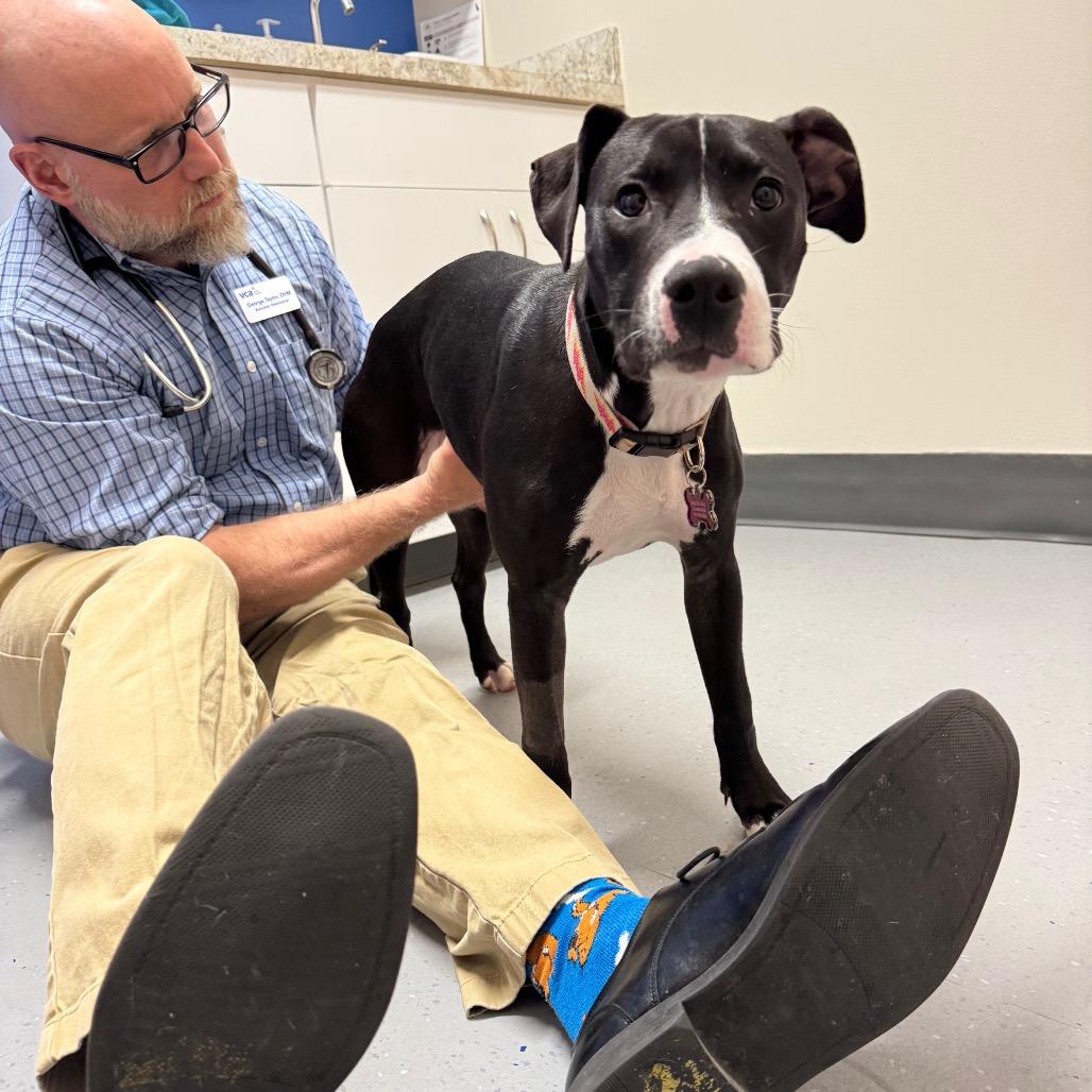 Roxy, Adoptable, Young Female Pit Bull Terrier.