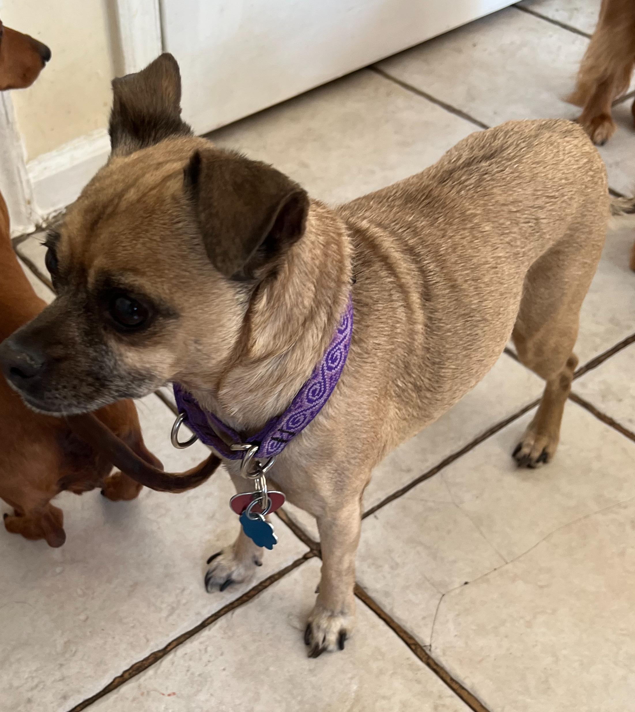 Laverne, Adoptable, Adult Female Pug.