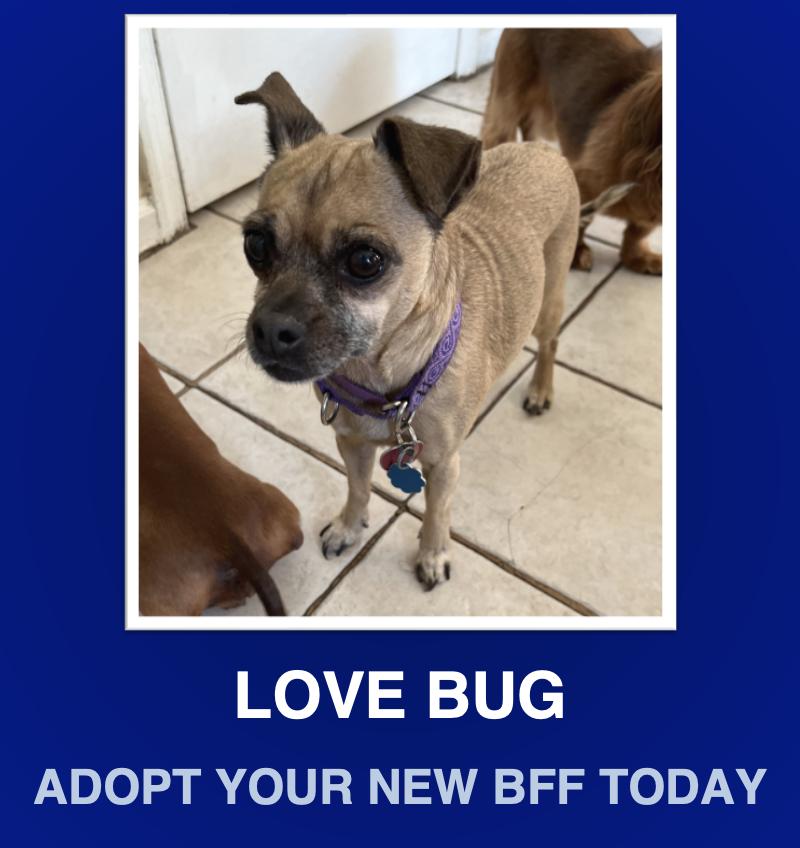 Laverne, Adoptable, Adult Female Pug.