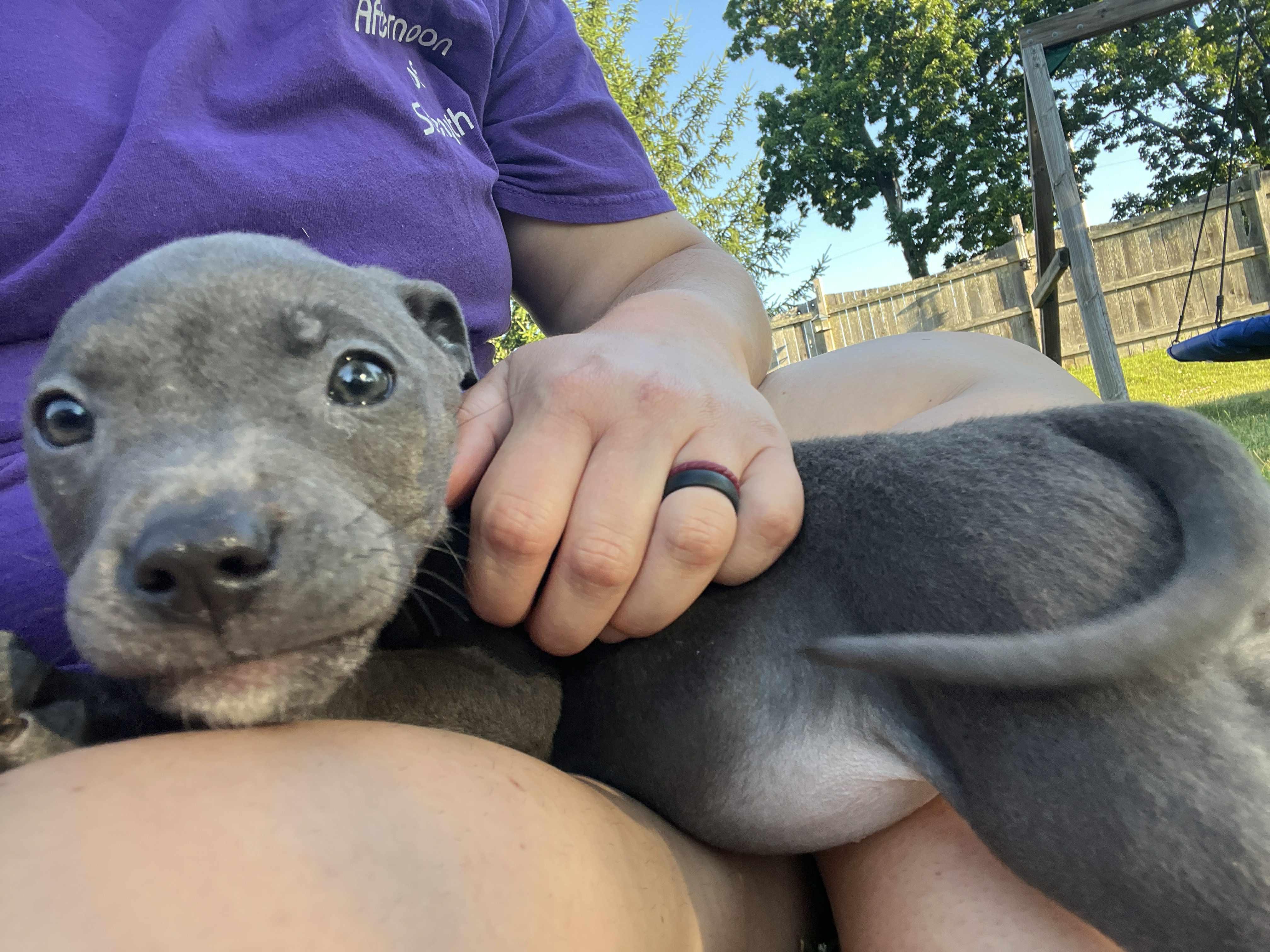 Azura, adopted, Puppy Female Pit Bull Terrier.