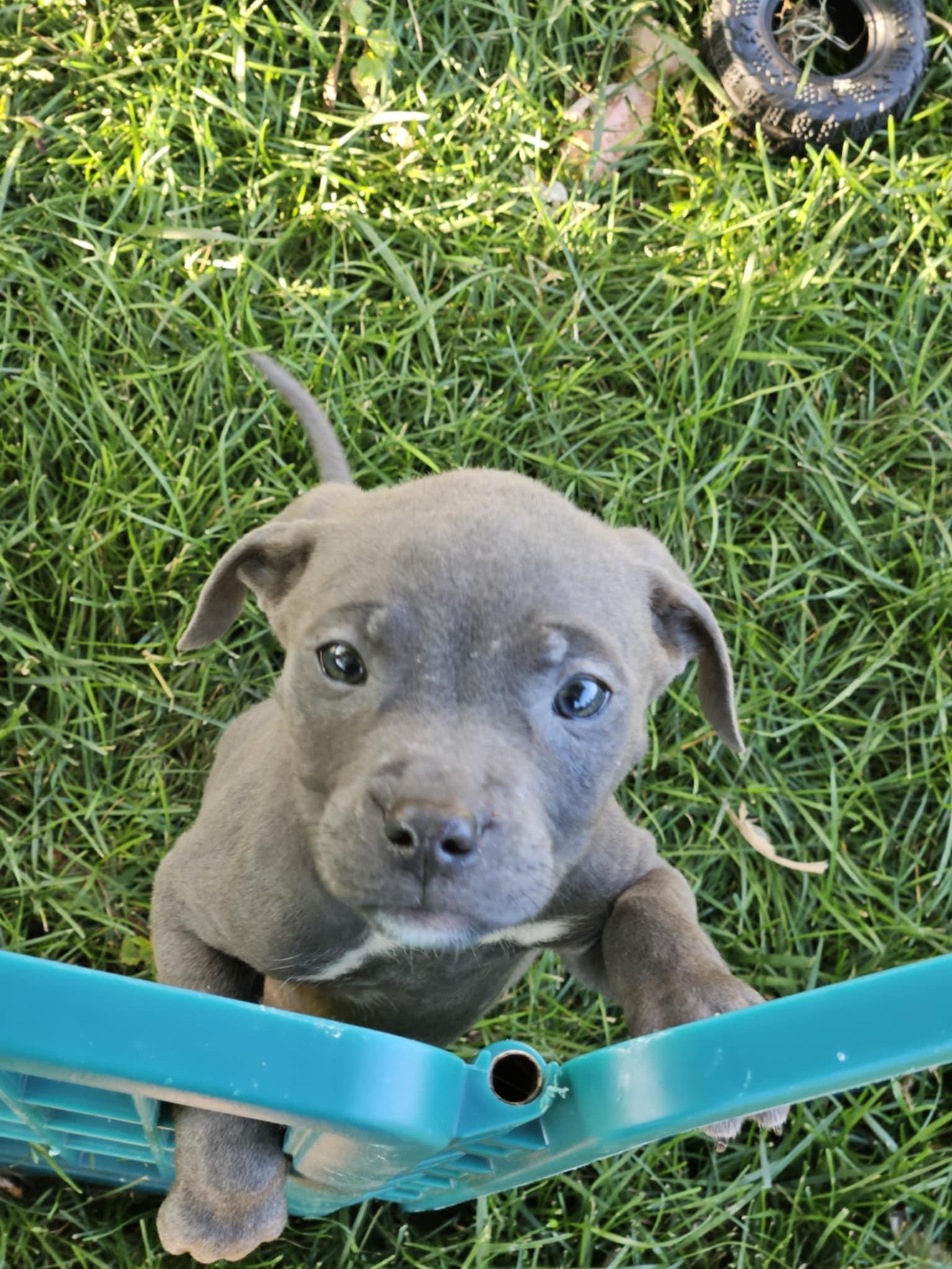 Enlarge Azura, an adopted mixed breed in Elgin, IL image 2/2