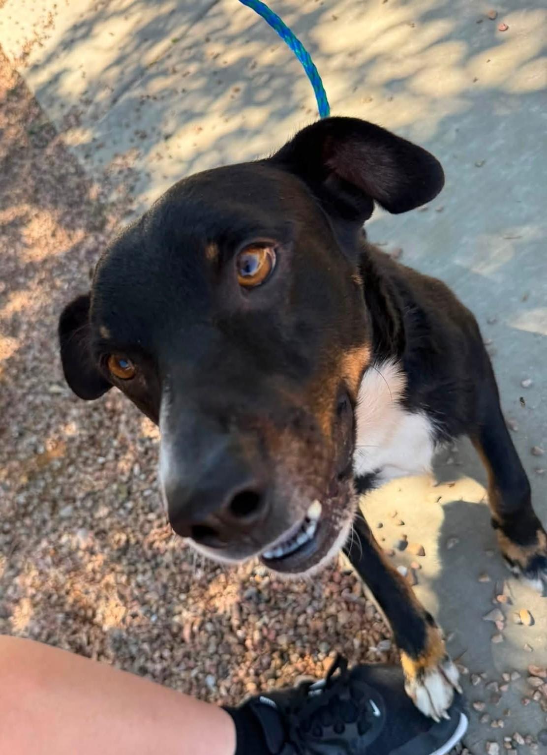 Enlarge Ruger, a Adoptable mixed breed in Sierra Vista, AZ image 1/1