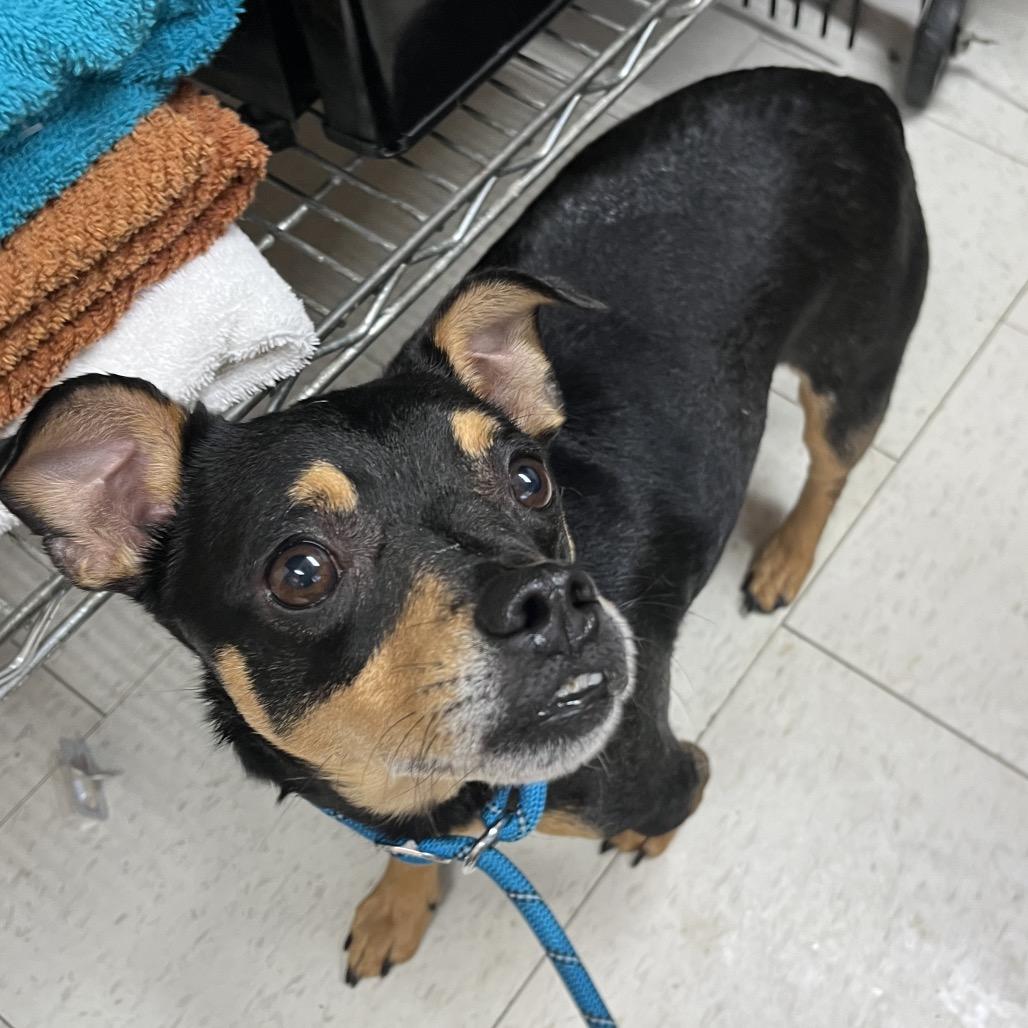 Enlarge Jasper Lee(Weekend Warrior), a Adoptable Mixed Breed in Columbiana, AL image 1/1