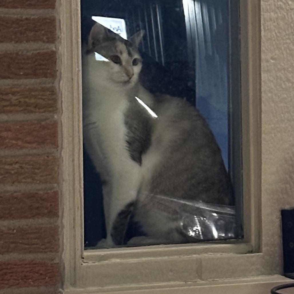 Enlarge Patches, a Adoptable Siamese in Pleasant Hill, MO image 1/1