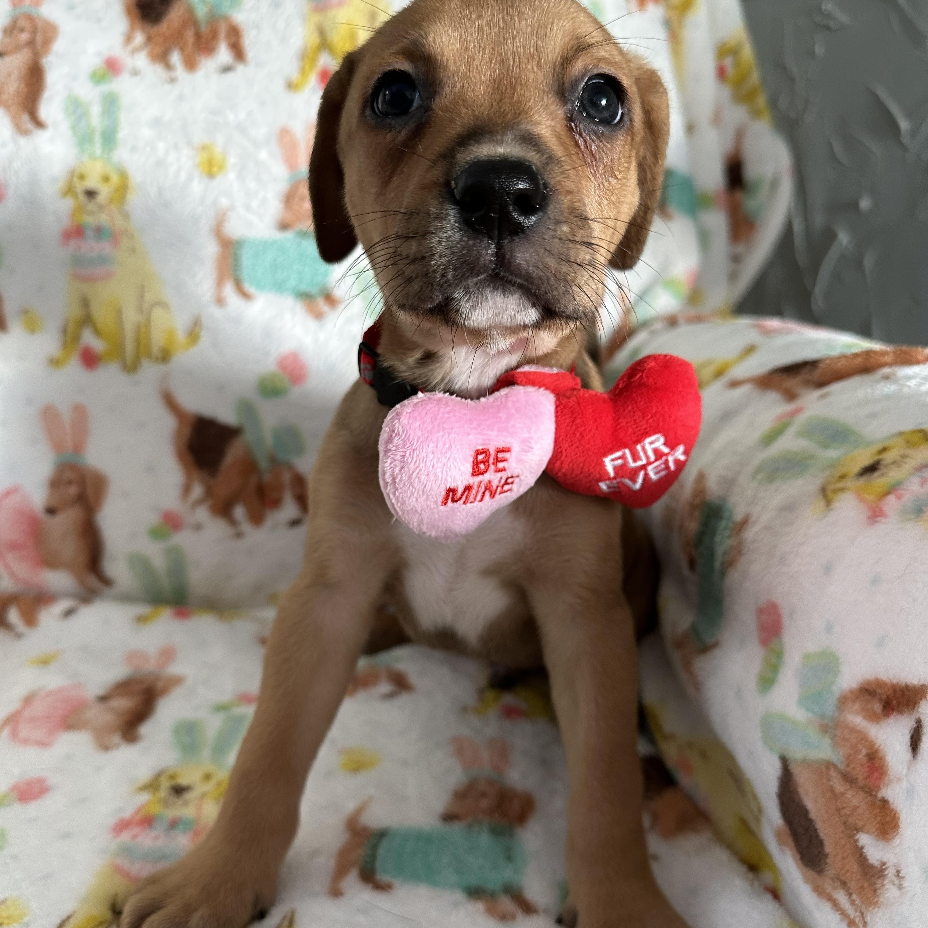 Enlarge Pfeffernusse , a Adoptable Mixed Breed in Iron River, MI image 1/3