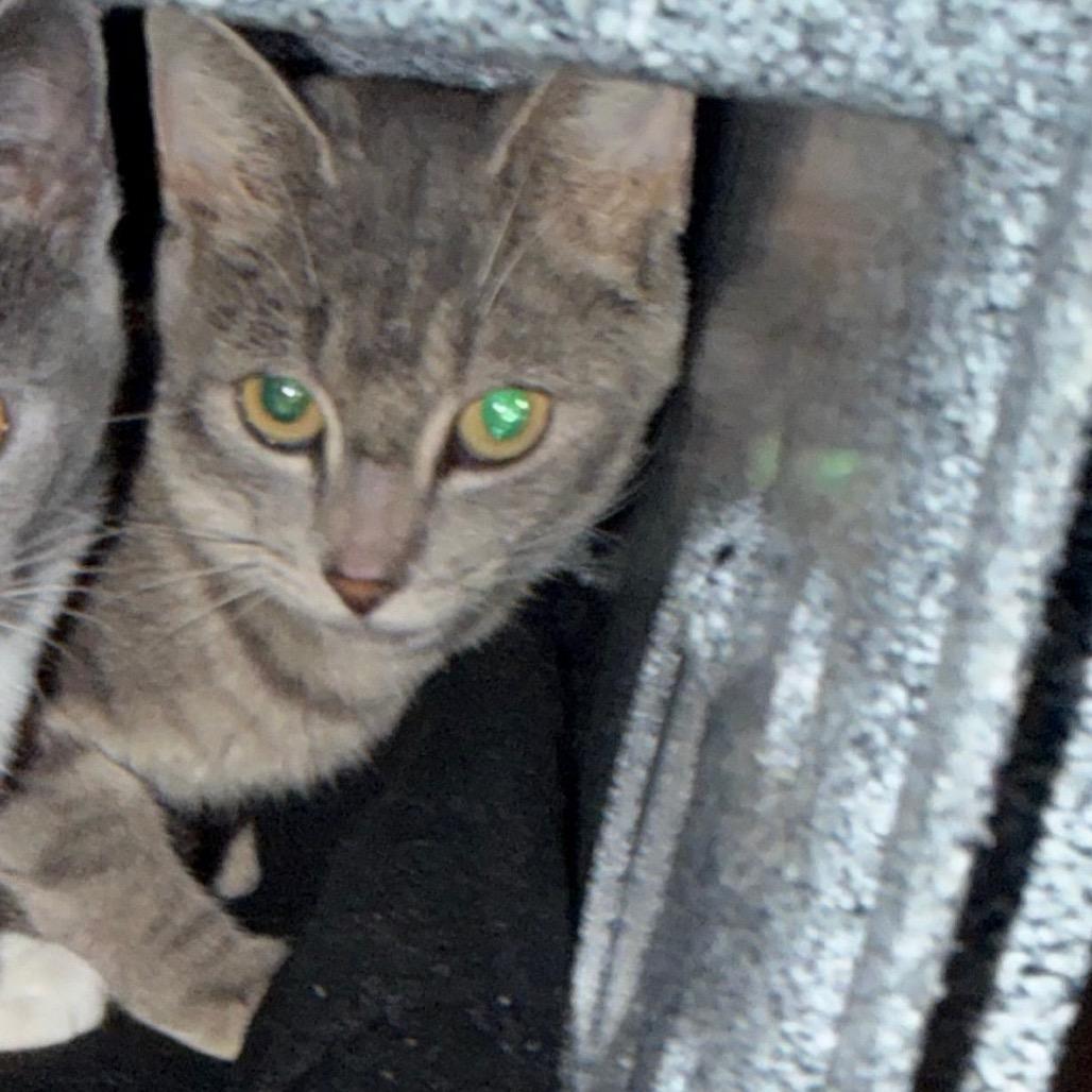 Roast Beef, Adoptable, Adult Female Domestic Short Hair.
