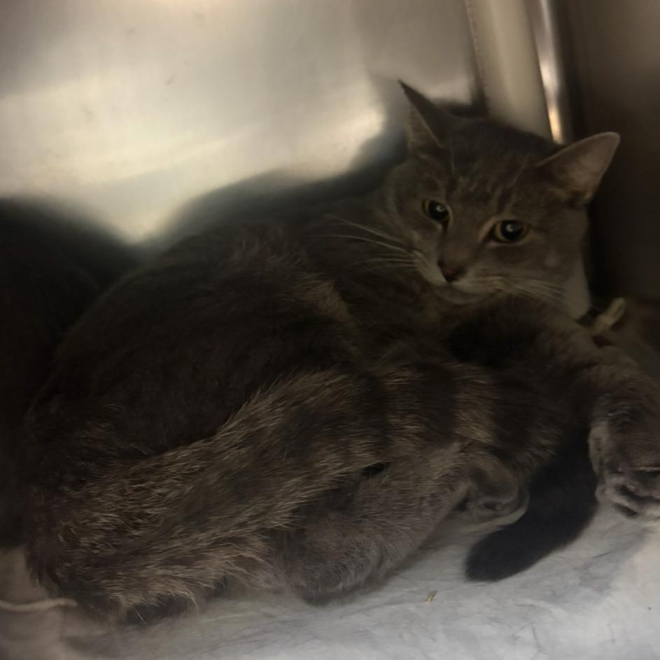 Enlarge Roast Beef, a Adoptable Domestic Short Hair in Charlottesville, VA image 2/2