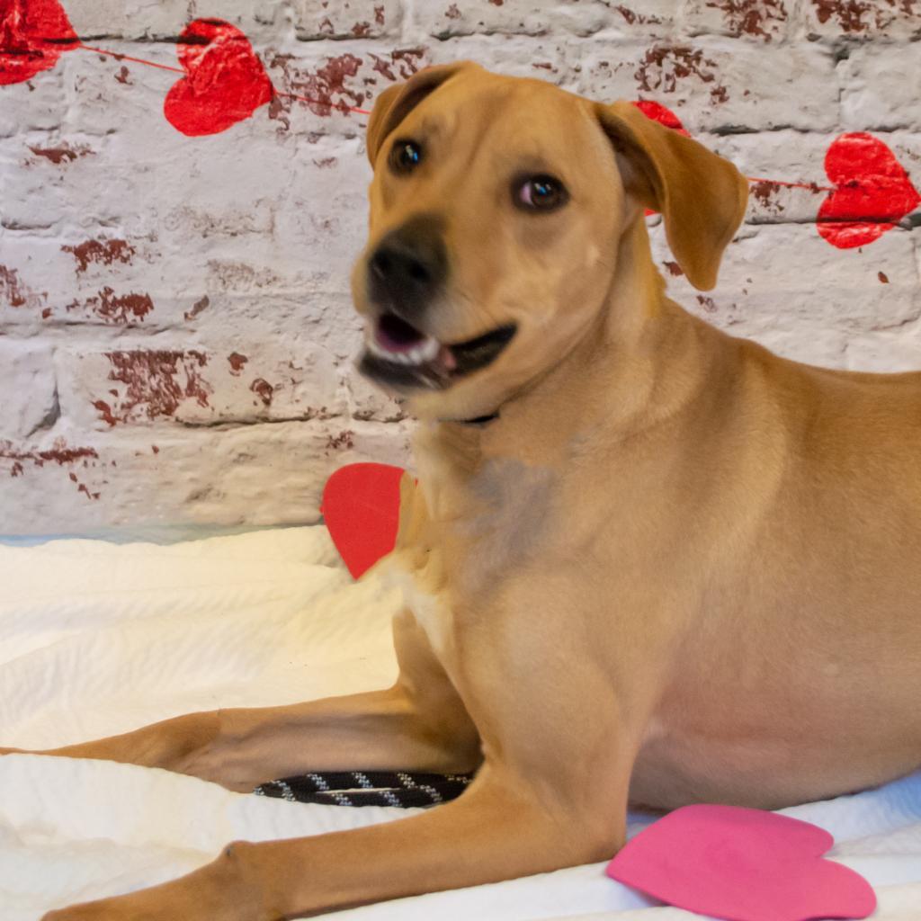 Callie — thumbnail 3