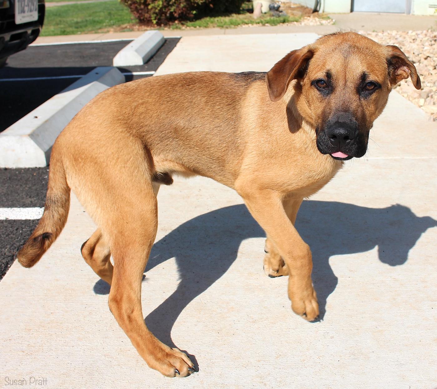 Enlarge Juke, an adopted Black Mouth Cur in Bedford, VA image 3/3