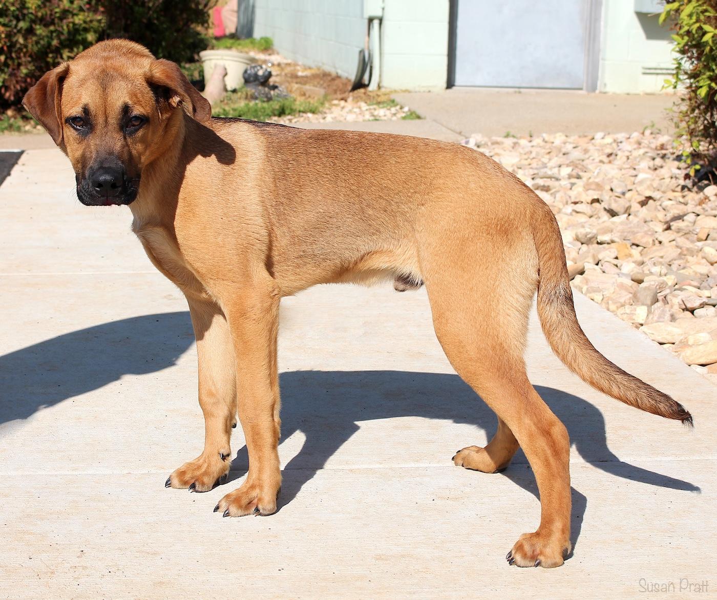 Enlarge Juke, an adopted Black Mouth Cur in Bedford, VA image 2/3