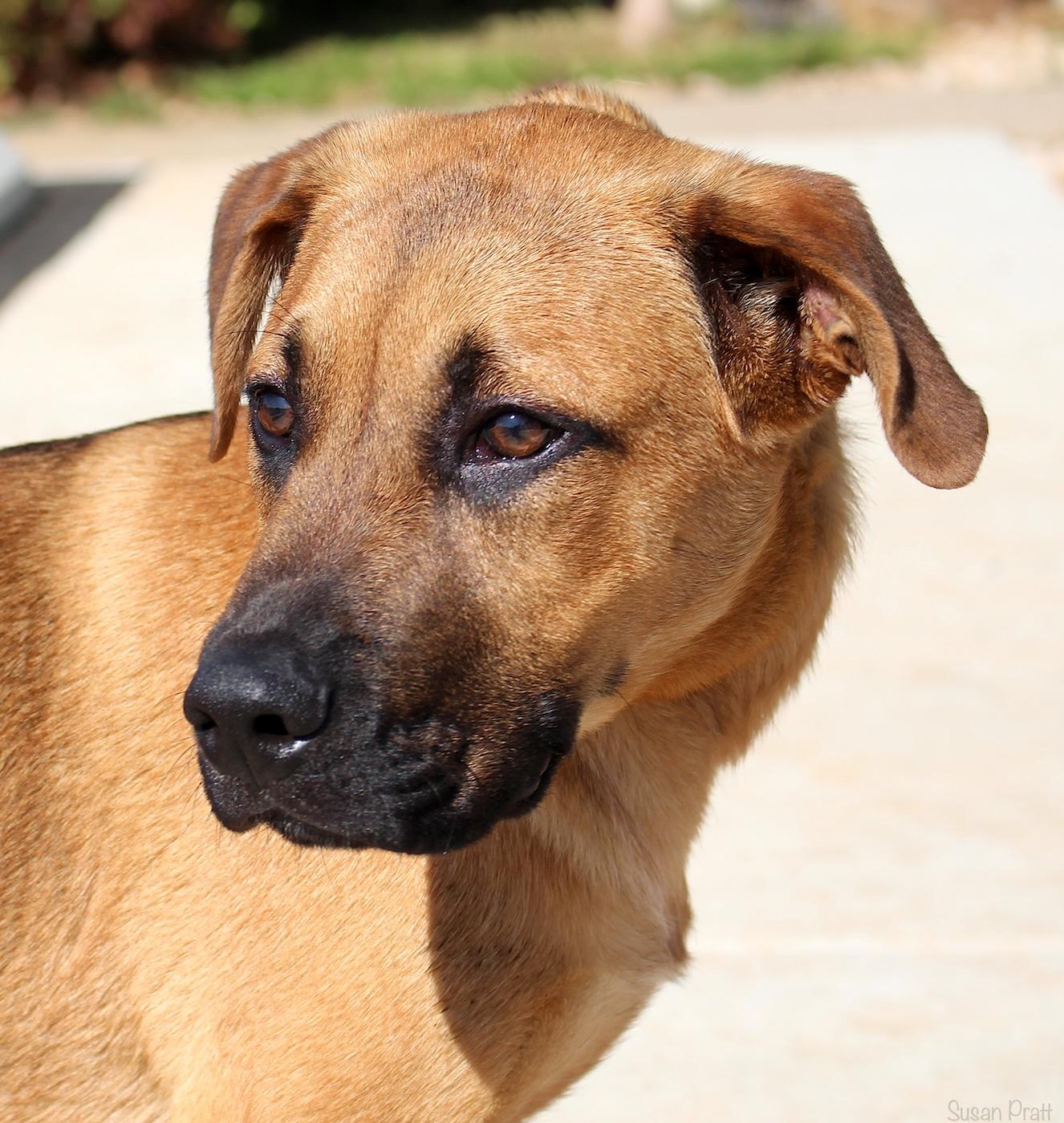Enlarge Juke, an adopted Black Mouth Cur in Bedford, VA image 1/3