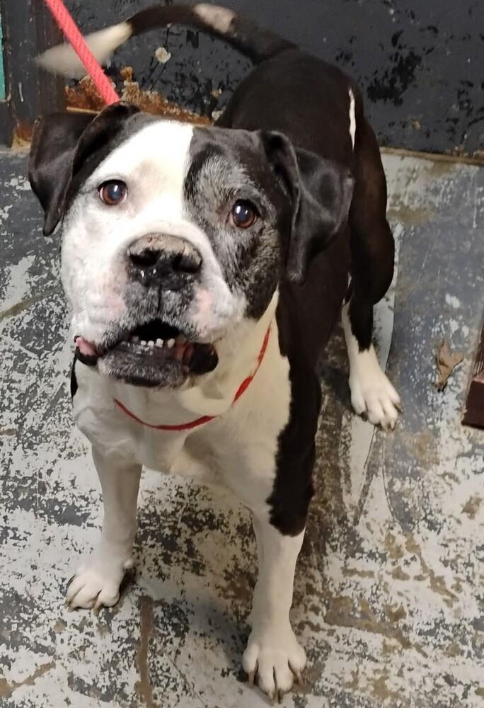 Enlarge Gallagher #332, a Adoptable mixed breed in New Lexington, OH image 1/1