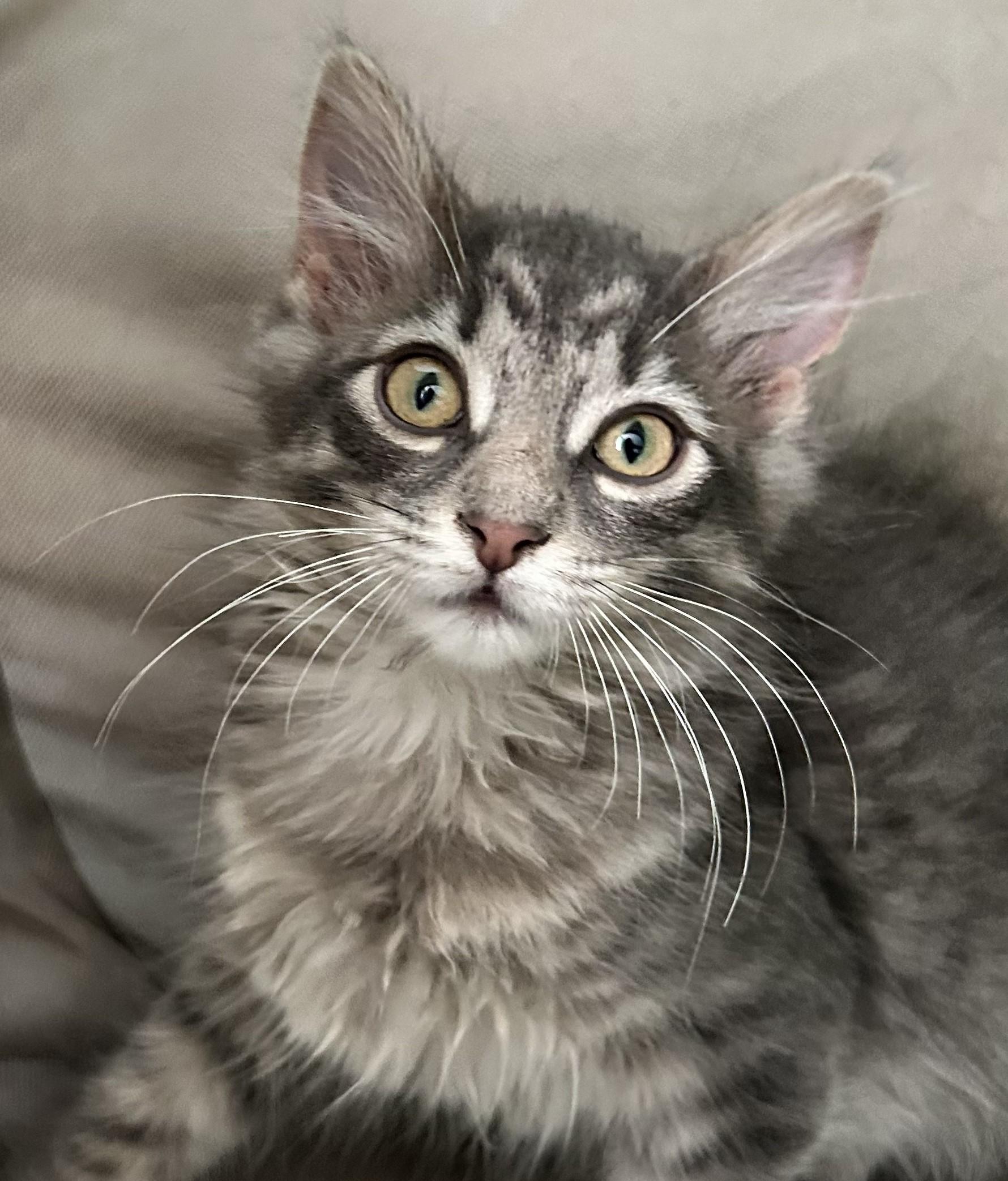 Taz, Adoptable, Kitten Female Domestic Long Hair.