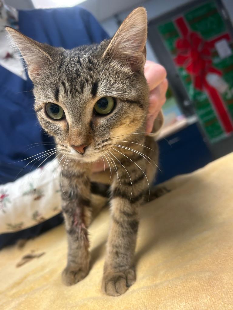 Lucy, Adoptable, Young Female Domestic Short Hair.