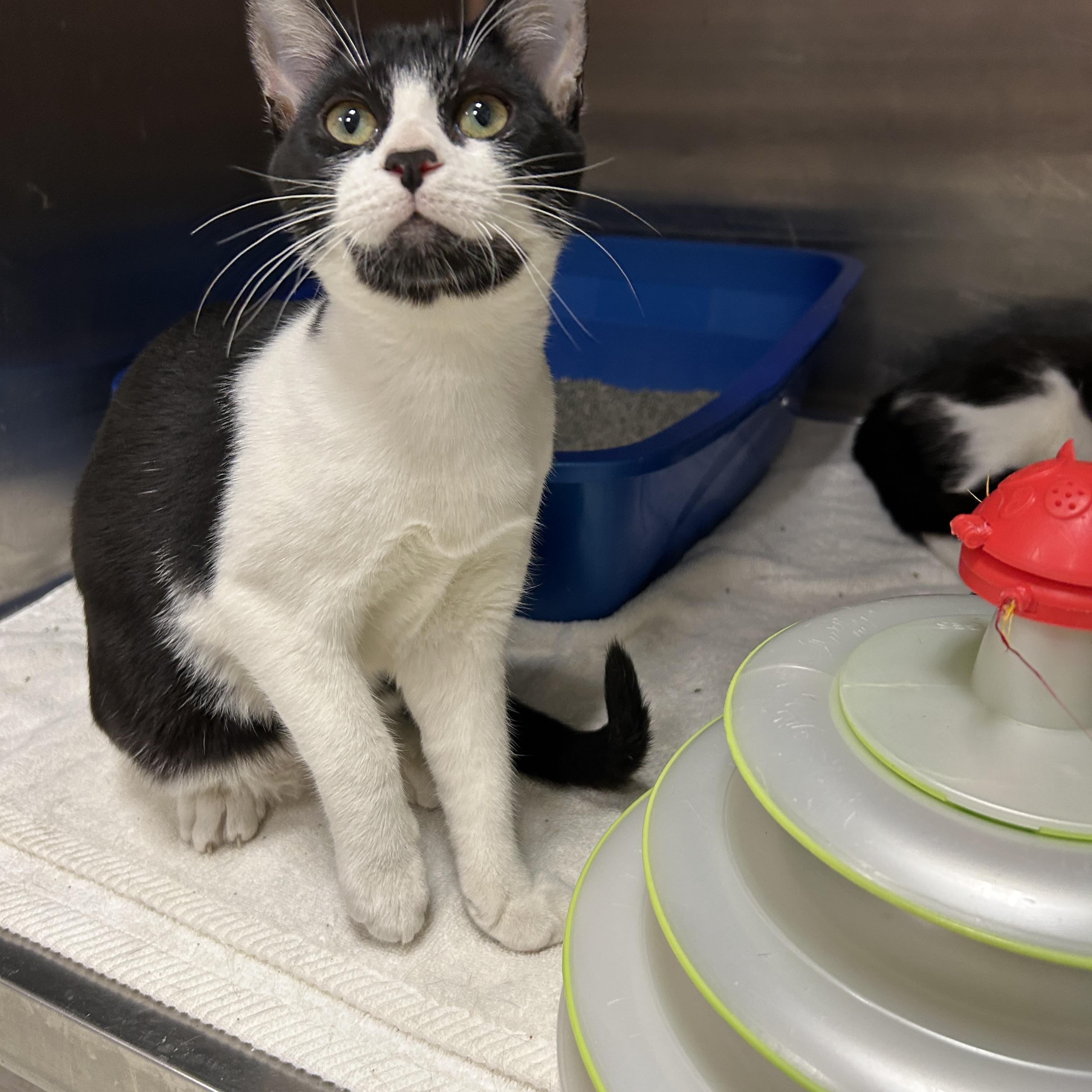 Talladega 1 of 3, Adoptable, Young Male Tuxedo.