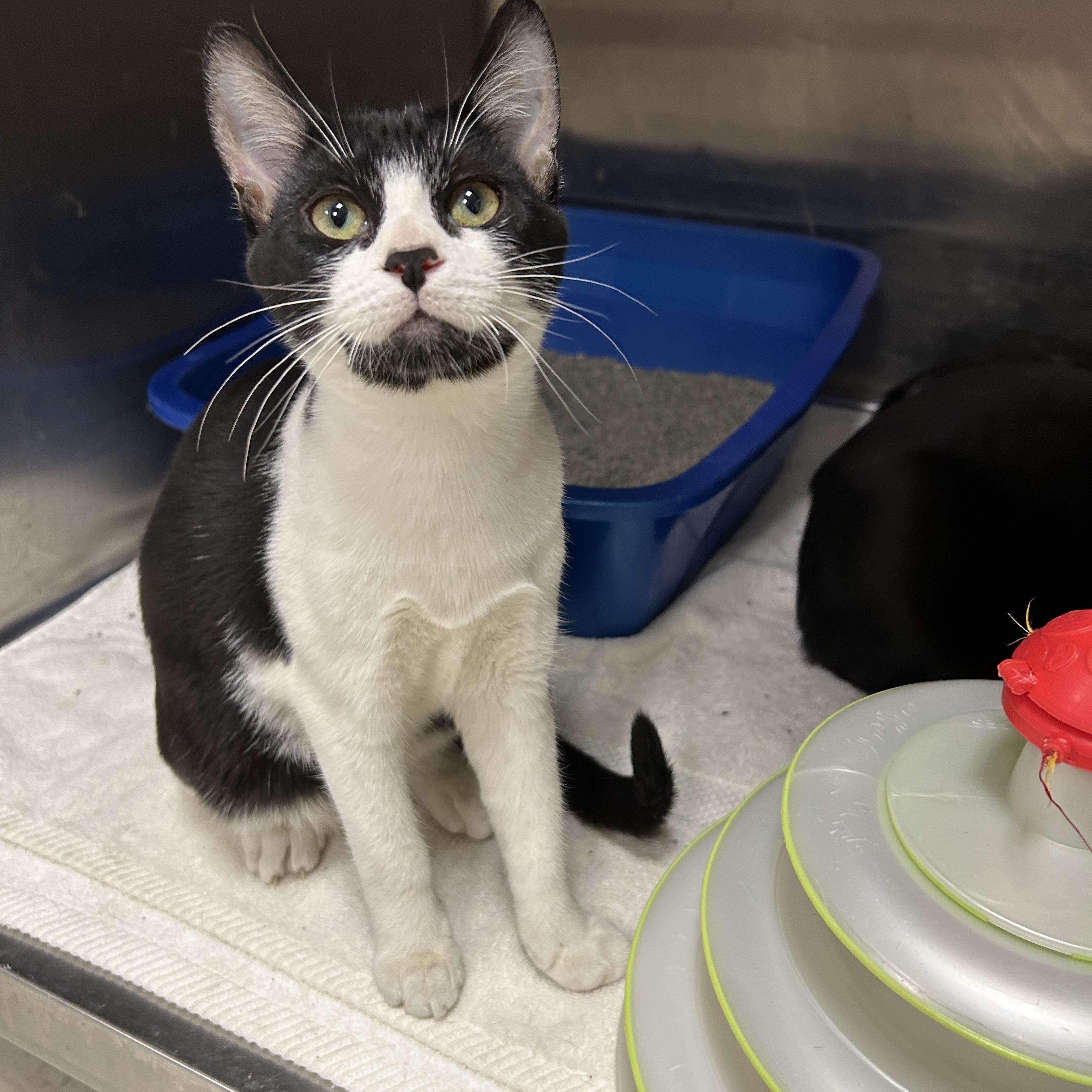 Enlarge Talladega 1 of 3, a Adoptable Tuxedo in La Grange Park, IL image 2/4
