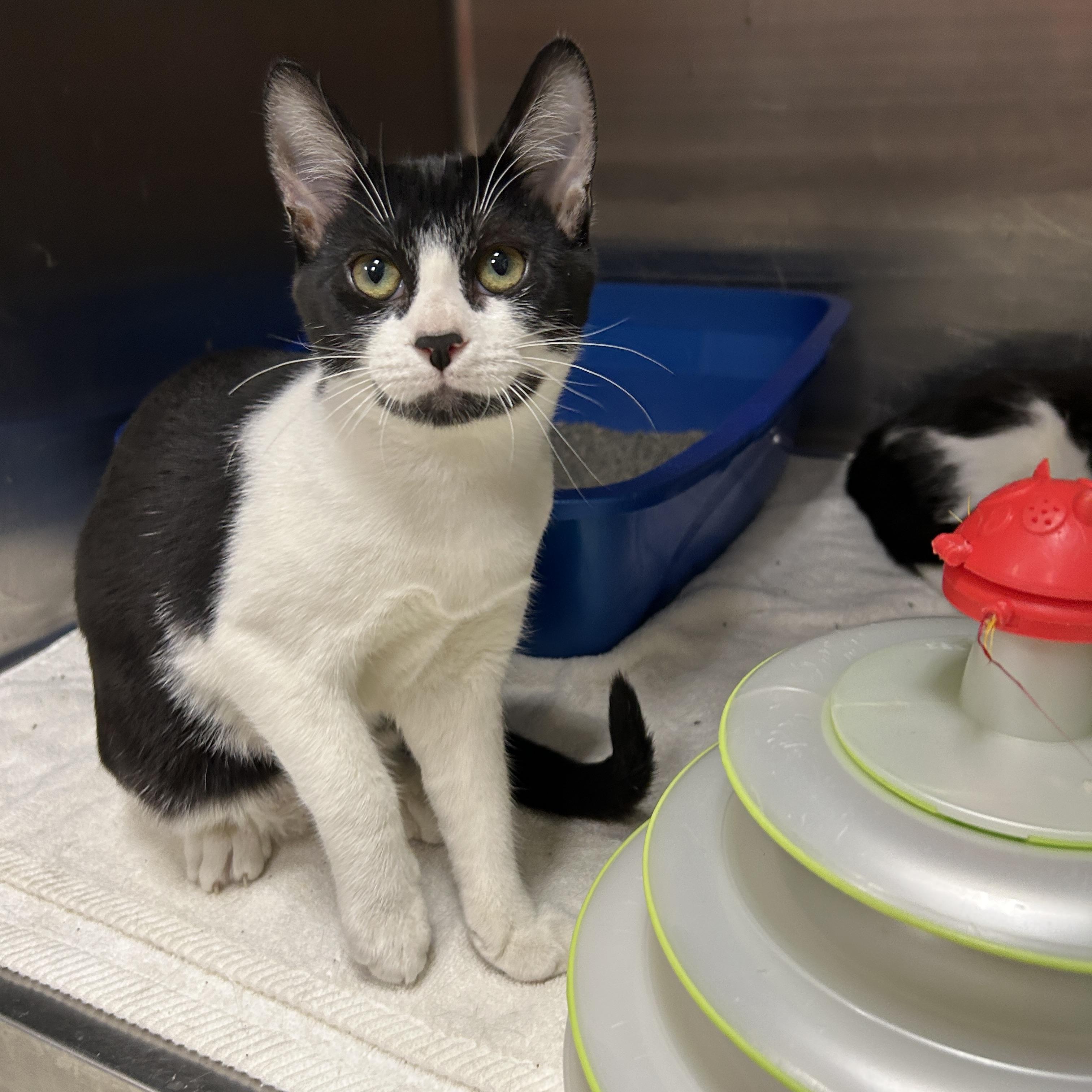 Enlarge Talladega 1 of 3, a Adoptable Tuxedo in La Grange Park, IL image 3/4