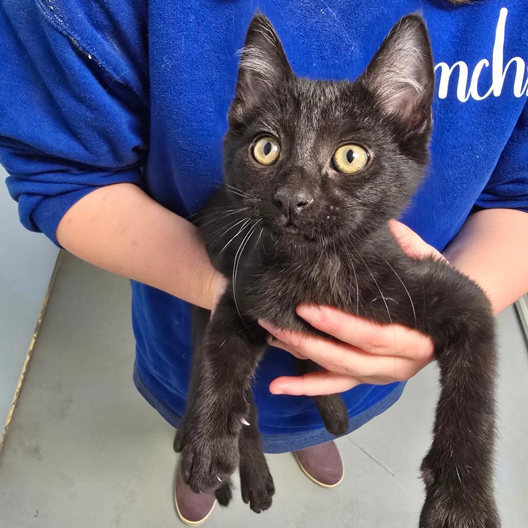 Enlarge Kringle, a Adoptable Domestic Short Hair in Fort Bragg, CA image 1/4