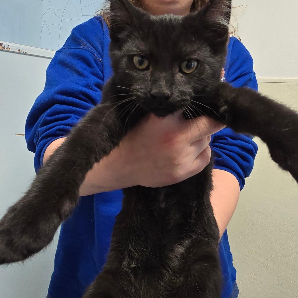 Enlarge Kringle, a Adoptable Domestic Short Hair in Fort Bragg, CA image 2/4