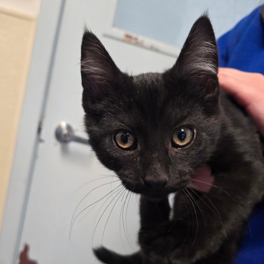 Enlarge Kringle, a Adoptable Domestic Short Hair in Fort Bragg, CA image 3/4