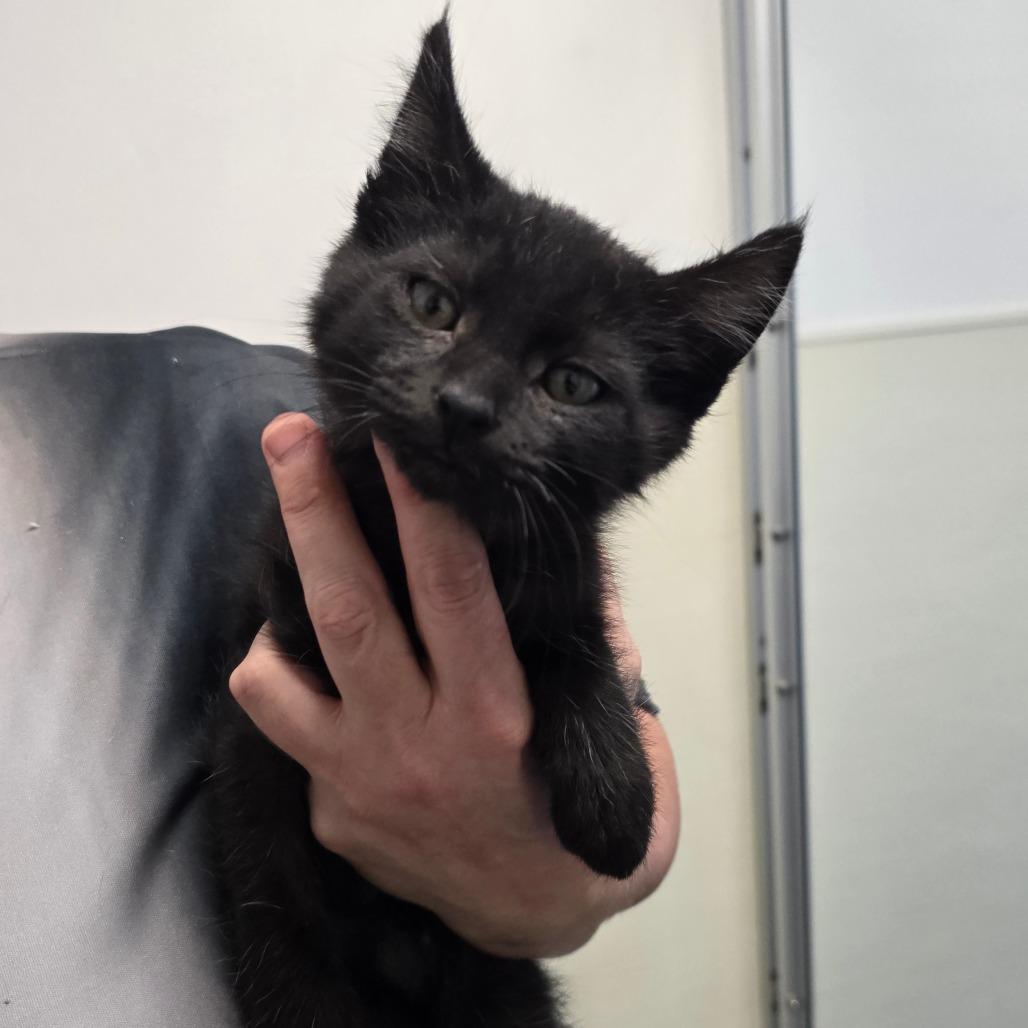 Enlarge Kringle, a Adoptable Domestic Short Hair in Fort Bragg, CA image 1/1