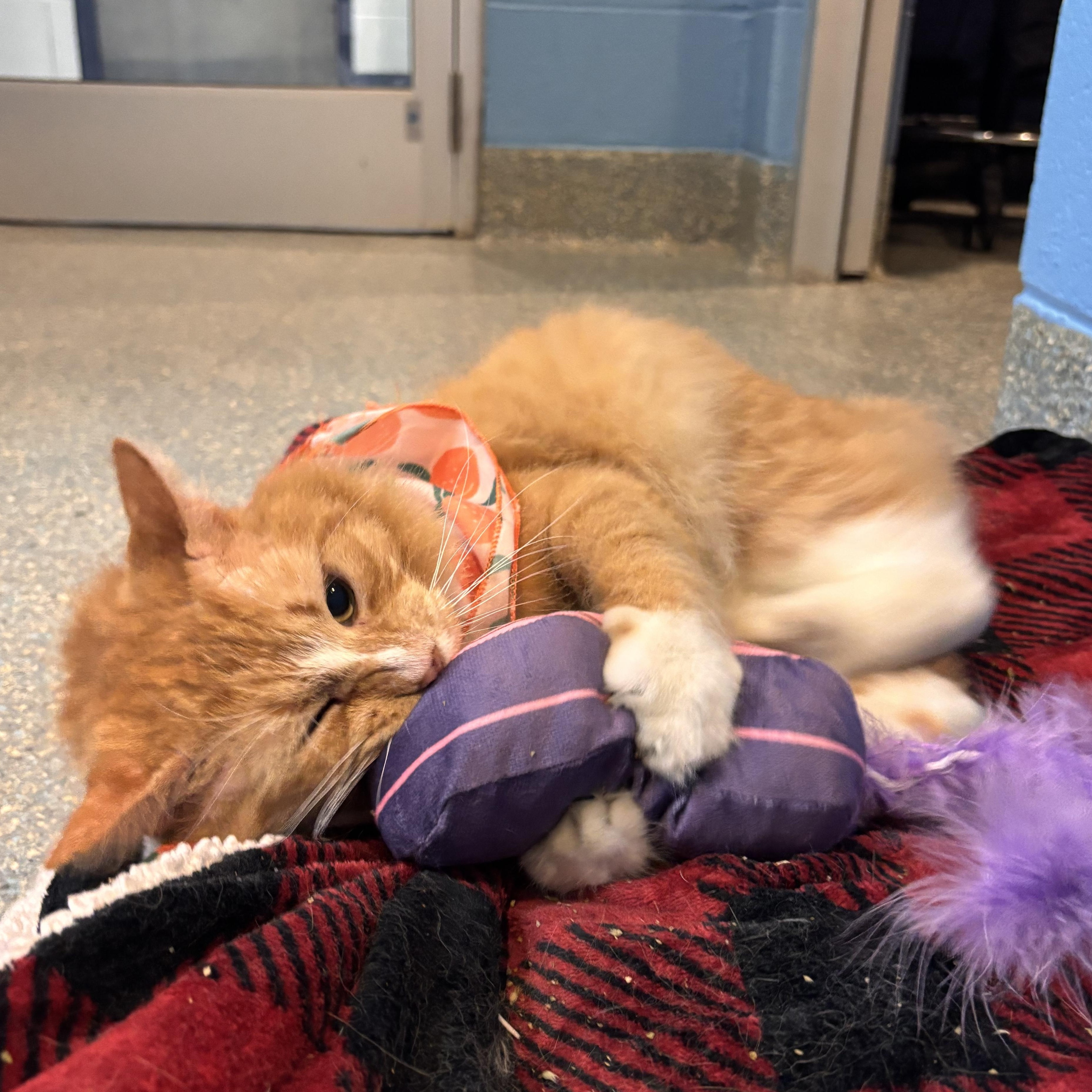 Enlarge Nemo (FIV+), an adoptable Domestic Short Hair in Charleston, SC image 2/6