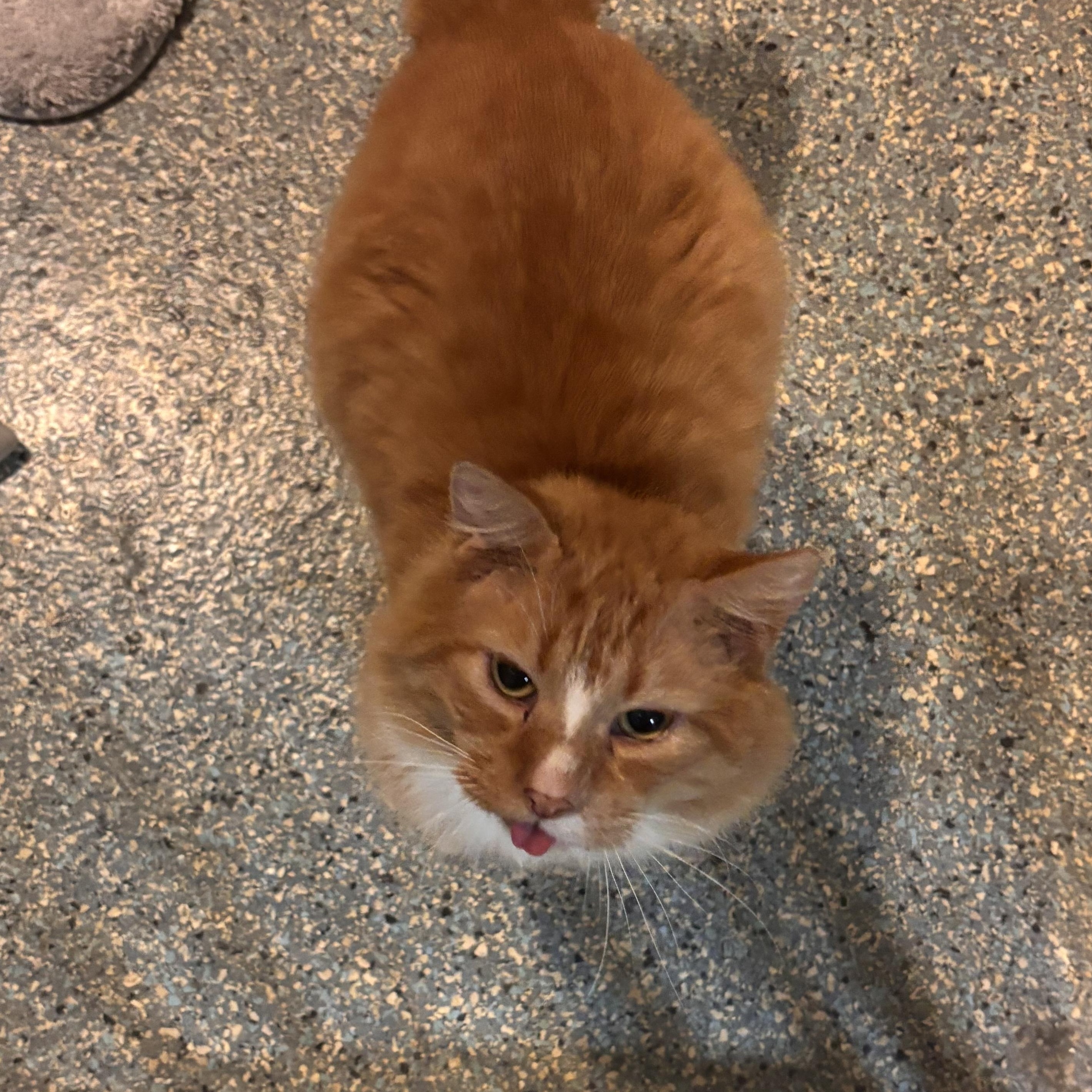 Enlarge Nemo (FIV+), an adoptable Domestic Short Hair in Charleston, SC image 4/4