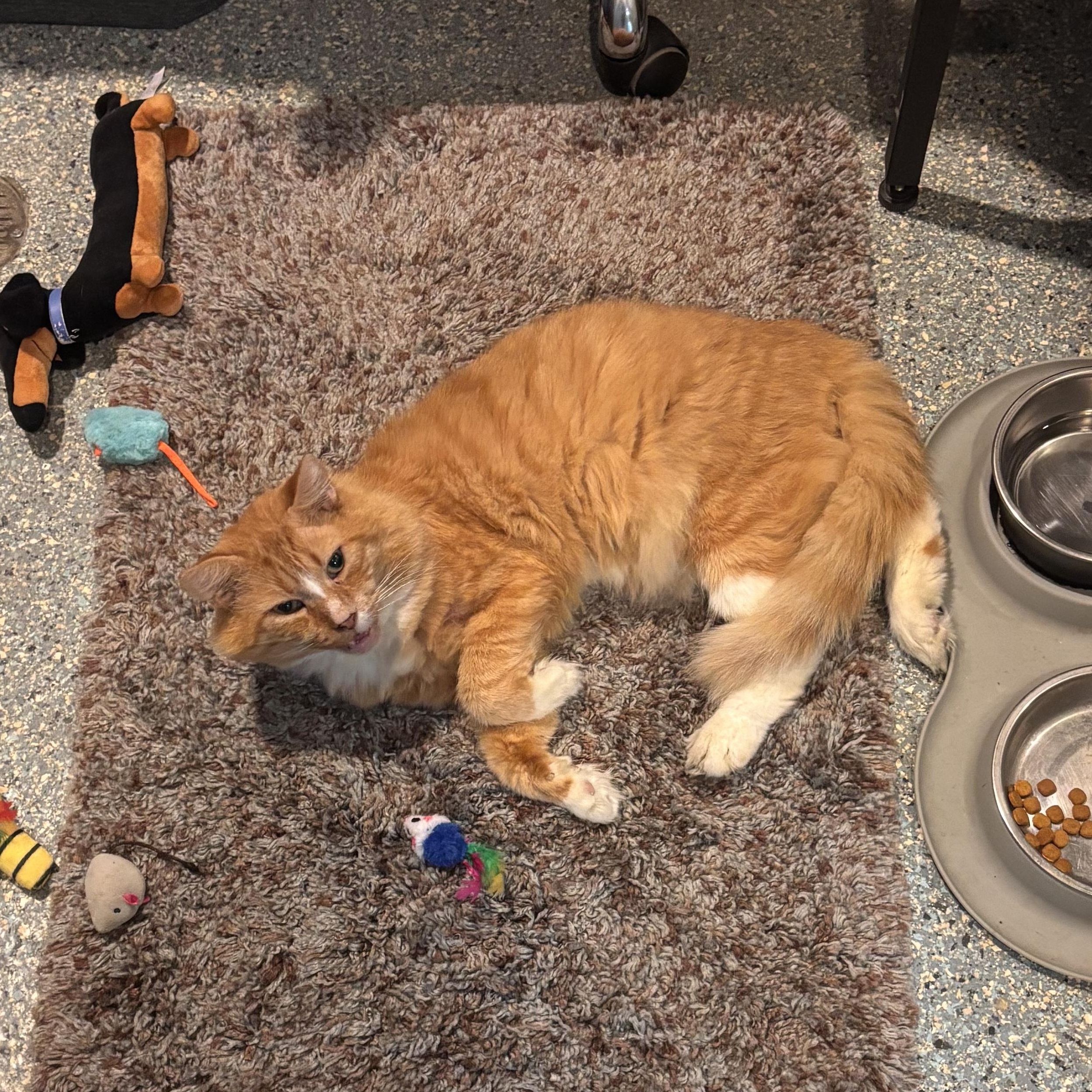 Enlarge Nemo (FIV+), an adoptable Domestic Short Hair in Charleston, SC image 3/4