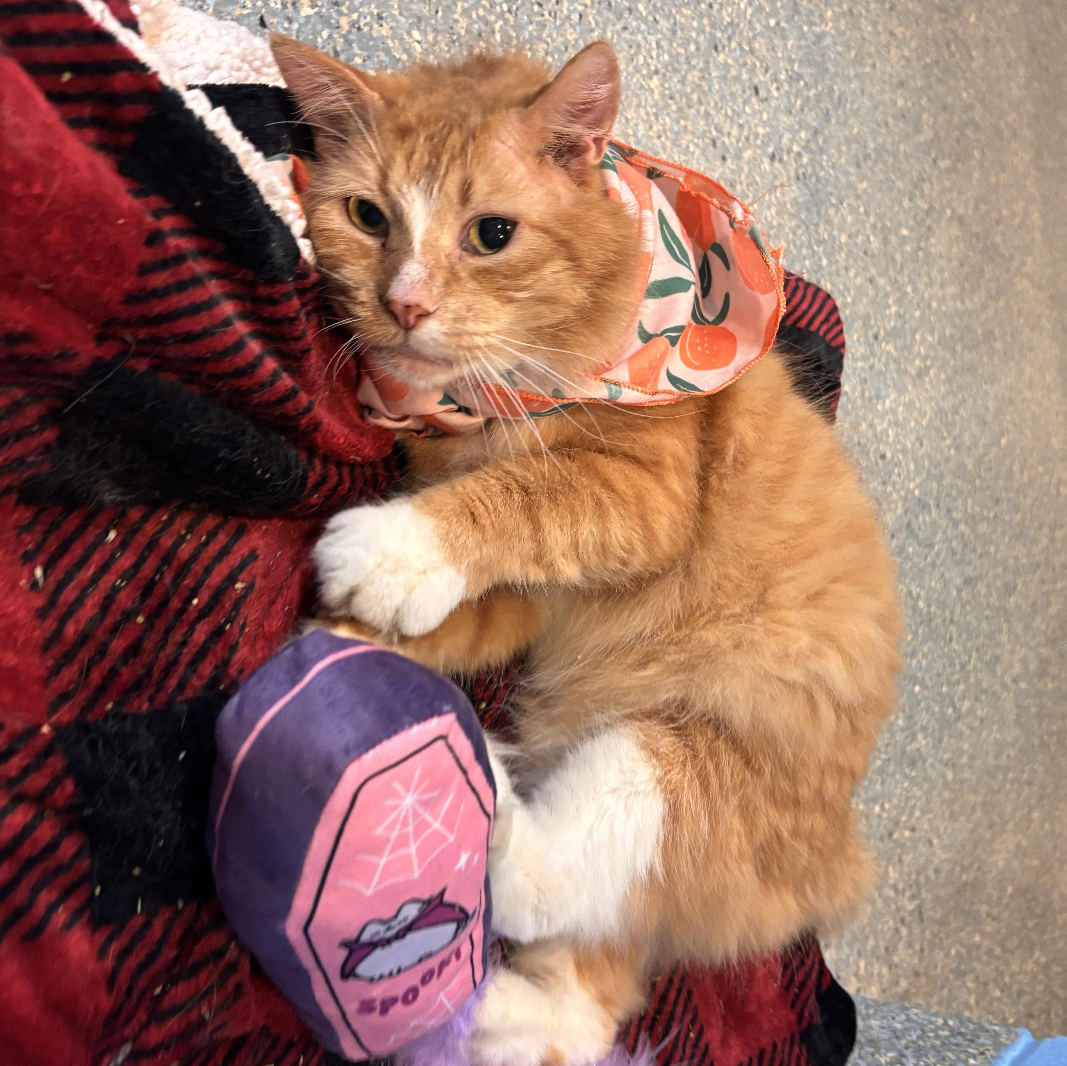 Enlarge Nemo (FIV+), an adoptable Domestic Short Hair in Charleston, SC image 5/6