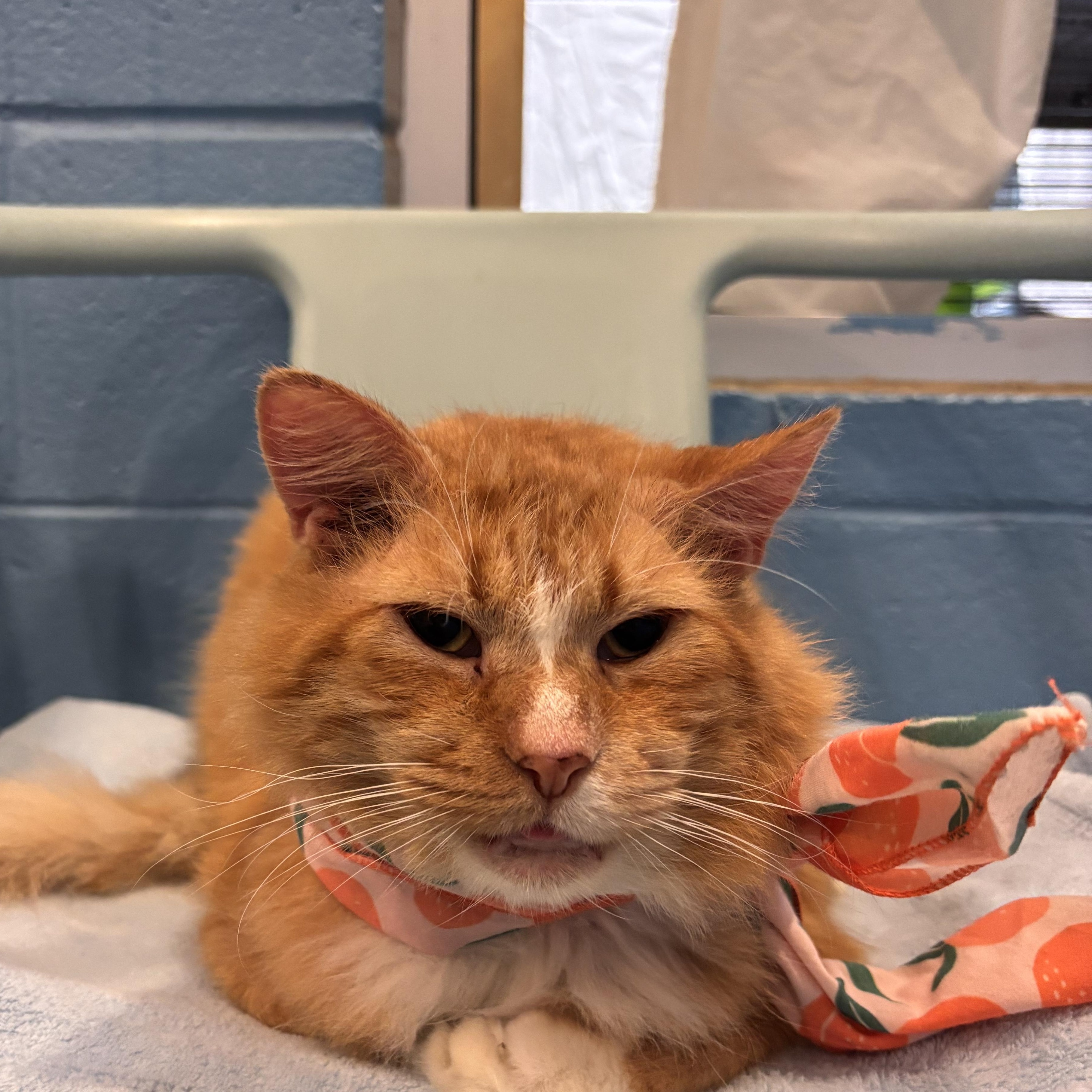 Nemo (FIV+), adoptable, Adult Male Domestic Short Hair.