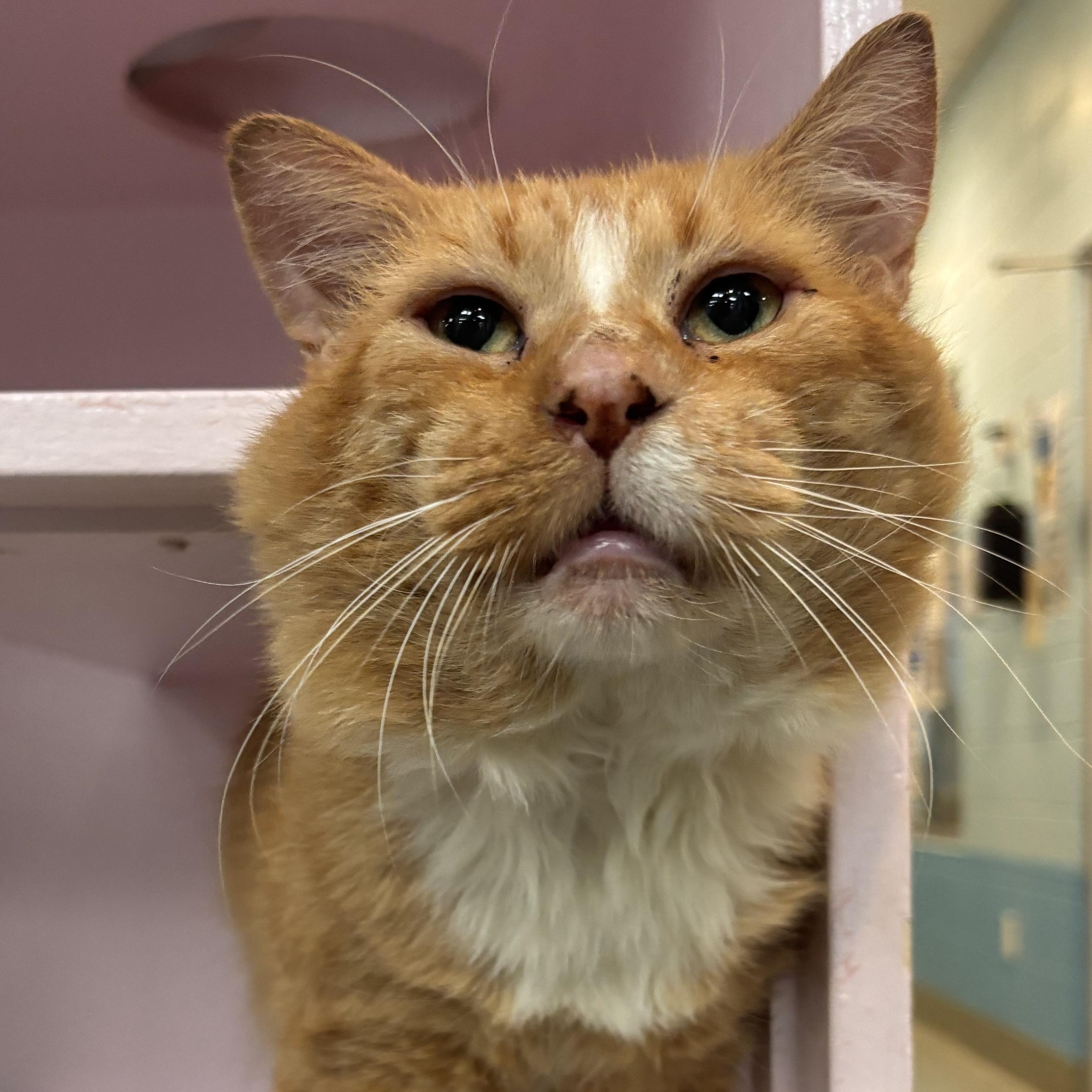 Nemo (FIV+), adoptable, Adult Male Domestic Short Hair.