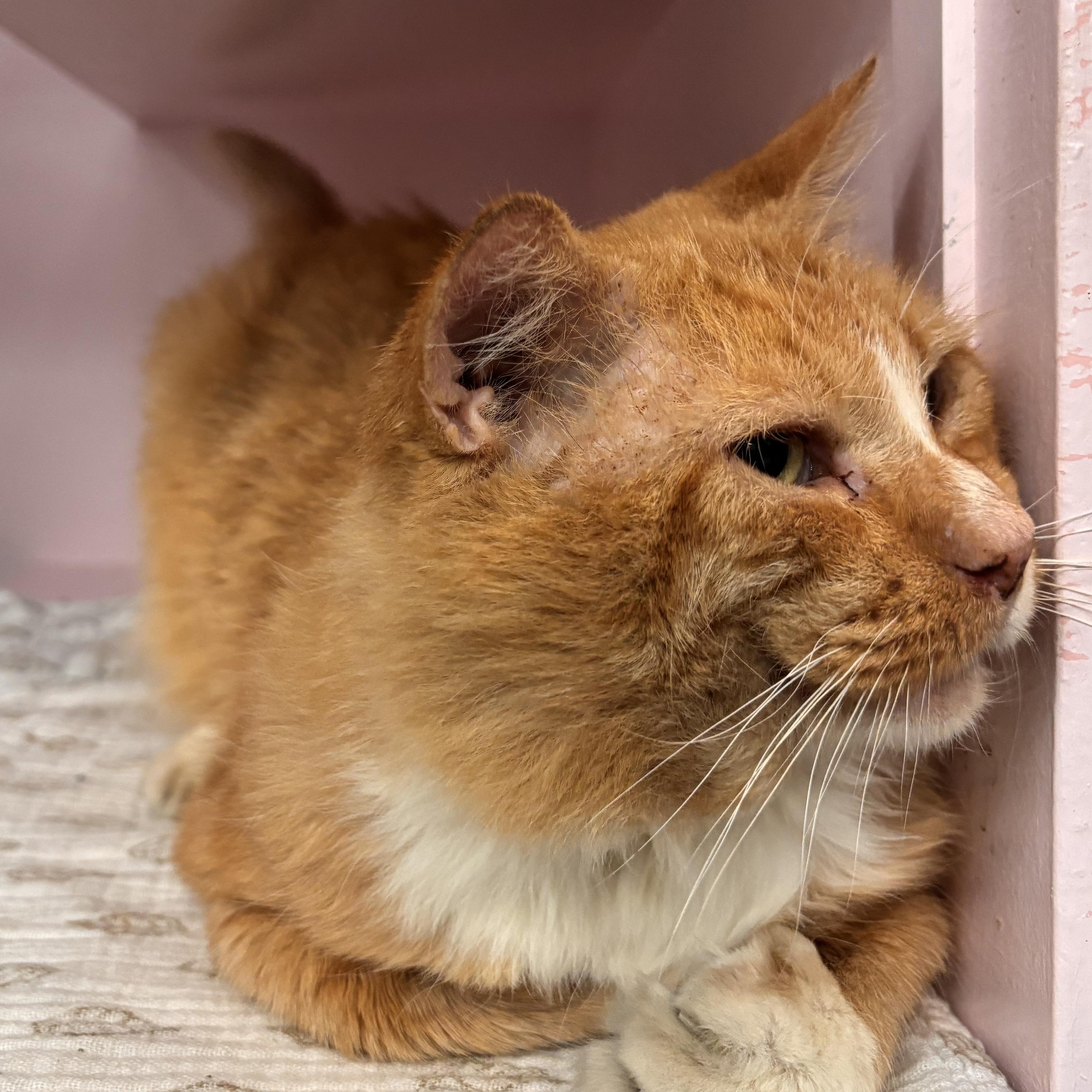 Enlarge Nemo (FIV+), an adoptable Domestic Short Hair in Charleston, SC image 2/4