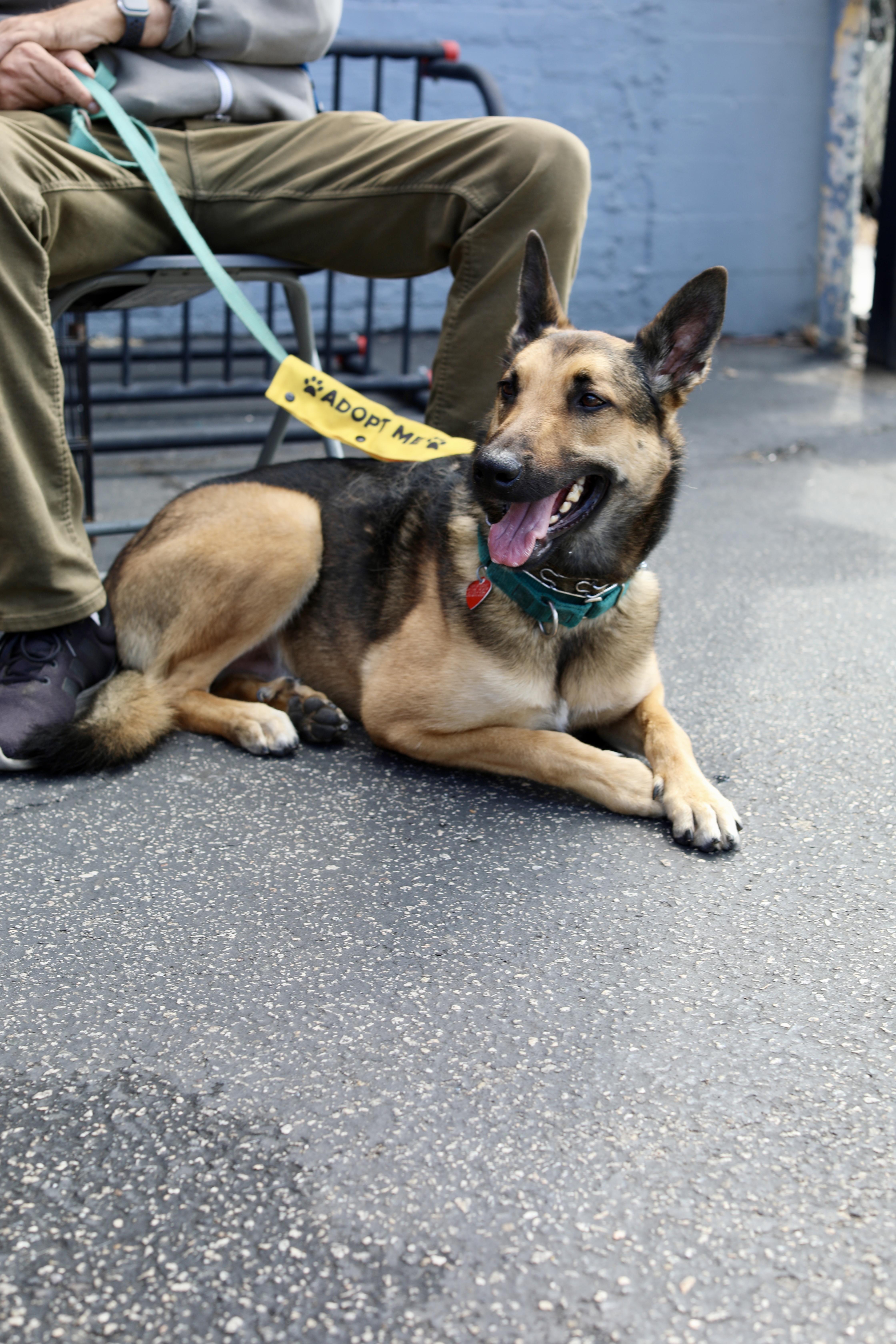 Beau, Adoptable, Young Male German Shepherd Dog.