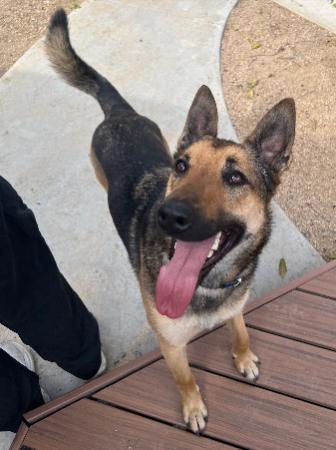 Beau, a Adoptable German Shepherd Dog in Los Angeles, CA image 2/5