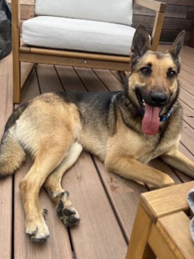 Beau, a Adoptable German Shepherd Dog in Los Angeles, CA image 3/5