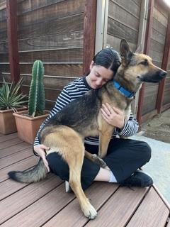 Beau, a Adoptable German Shepherd Dog in Los Angeles, CA image 4/5