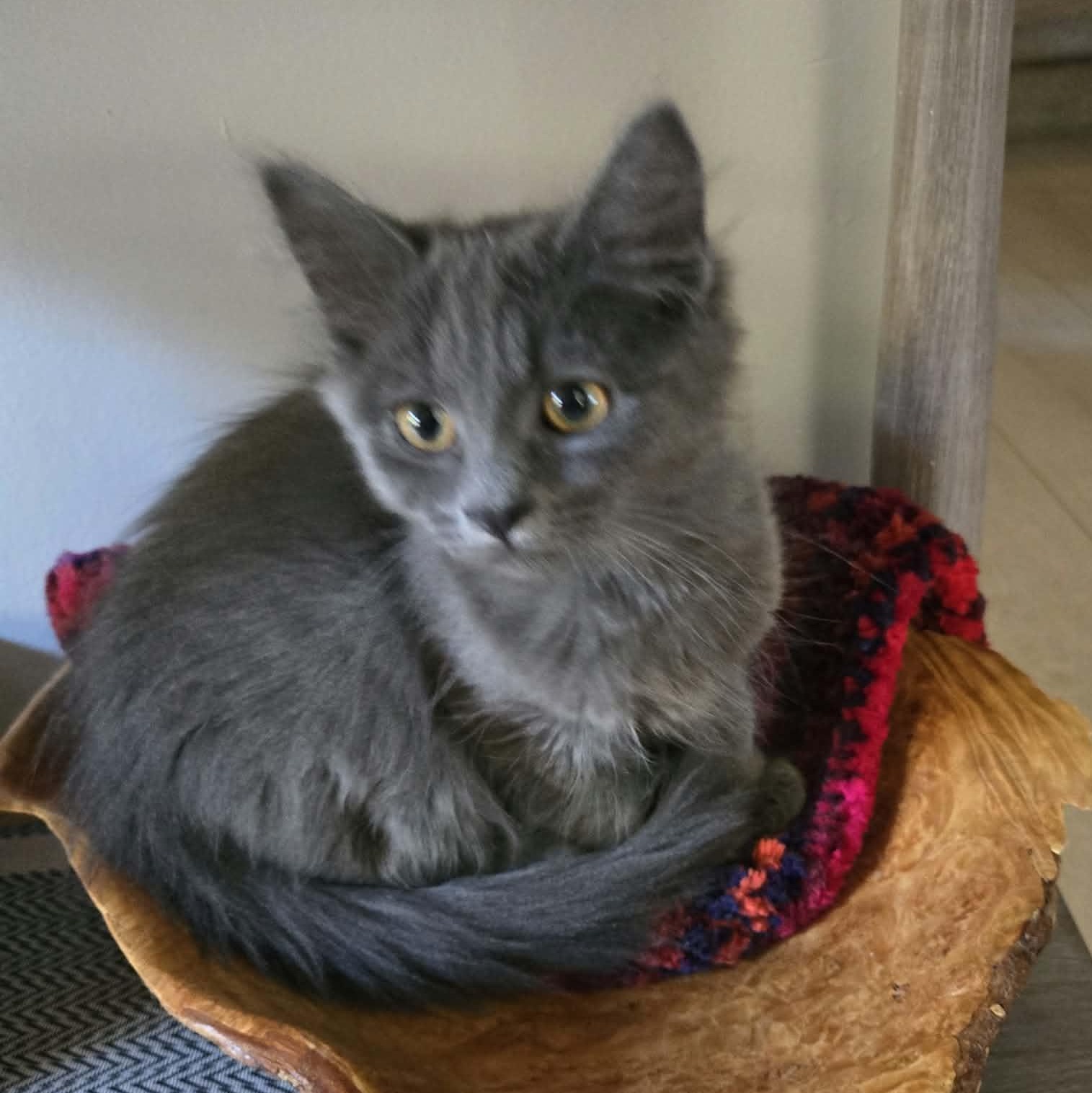 Enlarge NAGAANI, a Adoption Pending Domestic Long Hair in Campbell River, BC image 1/2