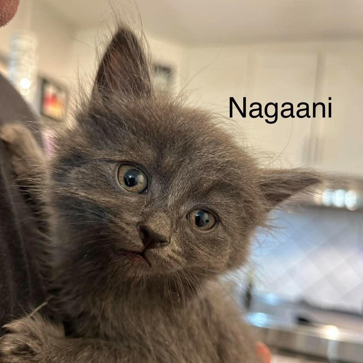 Enlarge NAGAANI, a Adoption Pending Domestic Long Hair in Campbell River, BC image 2/2
