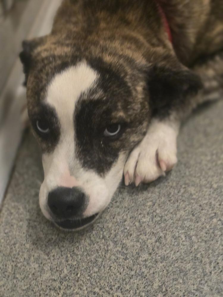 Enlarge Ruffles, a Adoptable mixed breed in Albuquerque, NM image 1/3