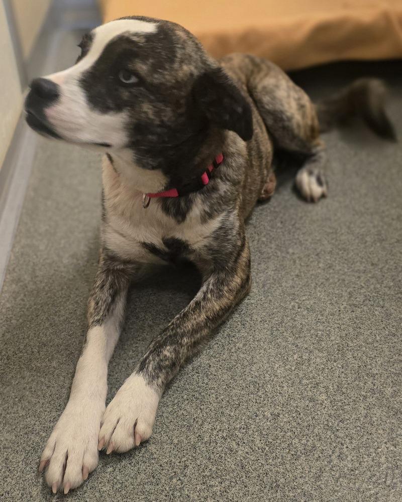 Ruffles, Adoptable, Young Female Australian Cattle Dog / Blue Heeler & Boxer.
