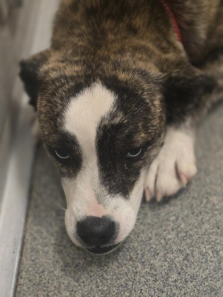 Enlarge Ruffles, a Adoptable mixed breed in Albuquerque, NM image 3/3