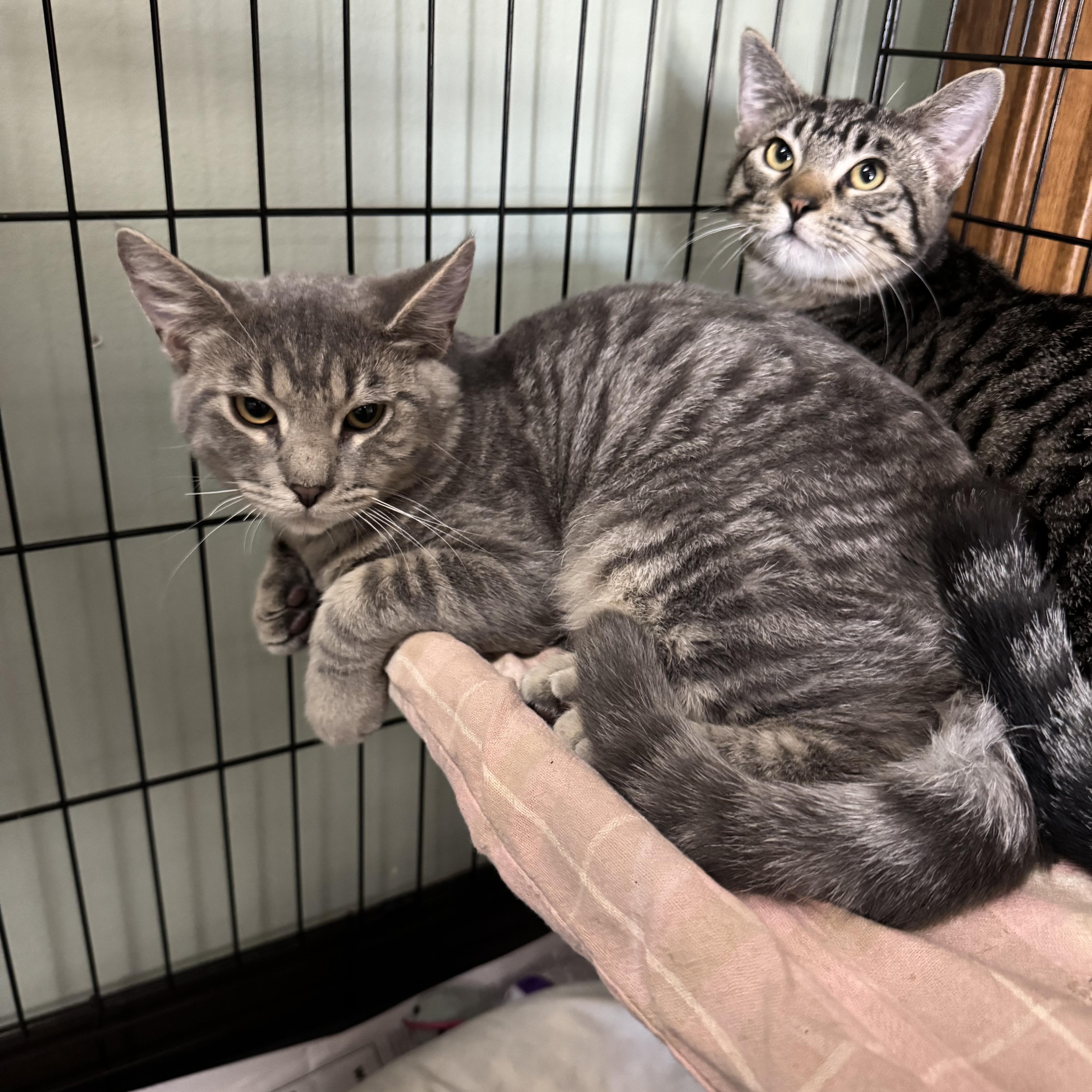 Silver, Adoptable, Kitten Male Domestic Short Hair.