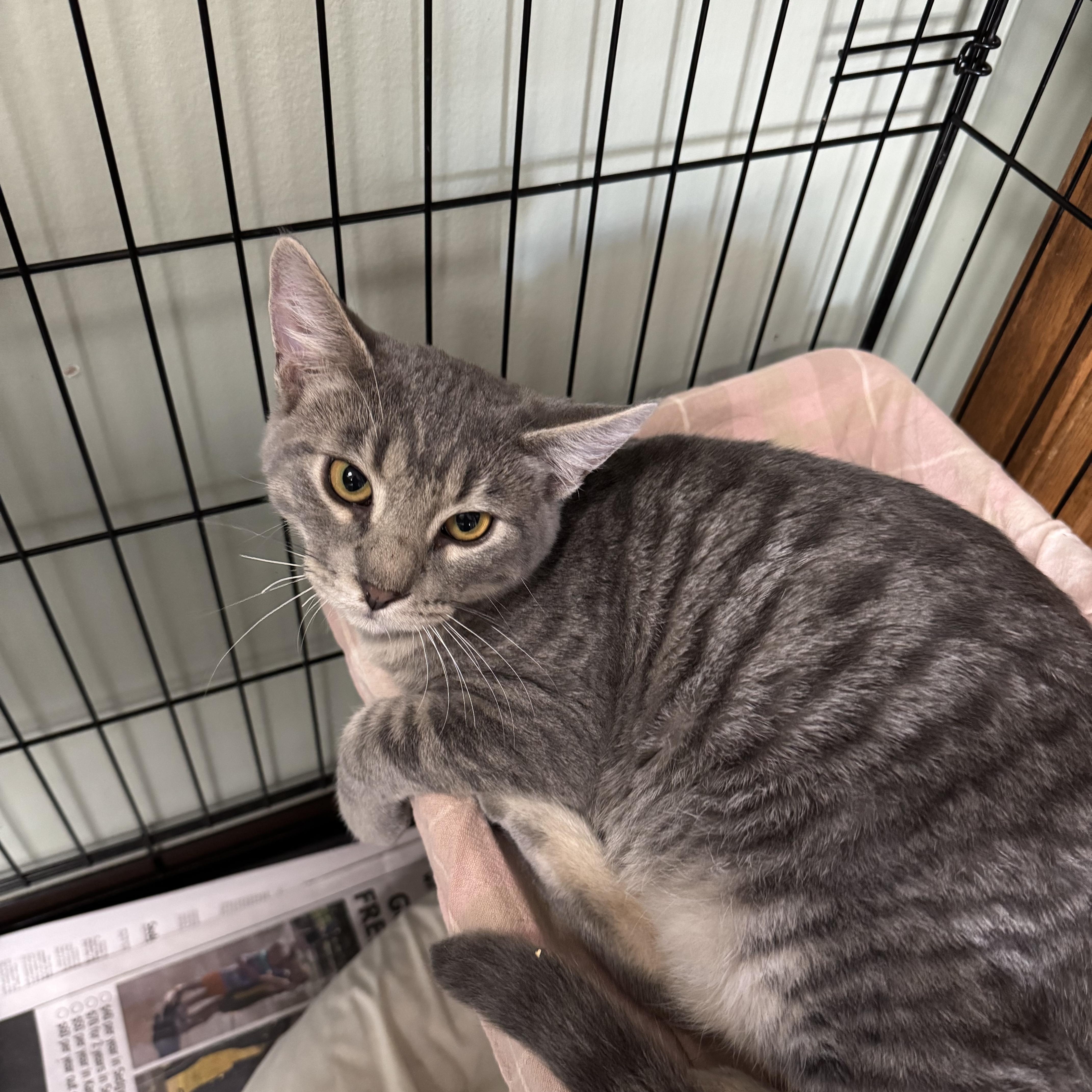 Silver, a Adoptable mixed breed in Valley Center, KS image 4/5